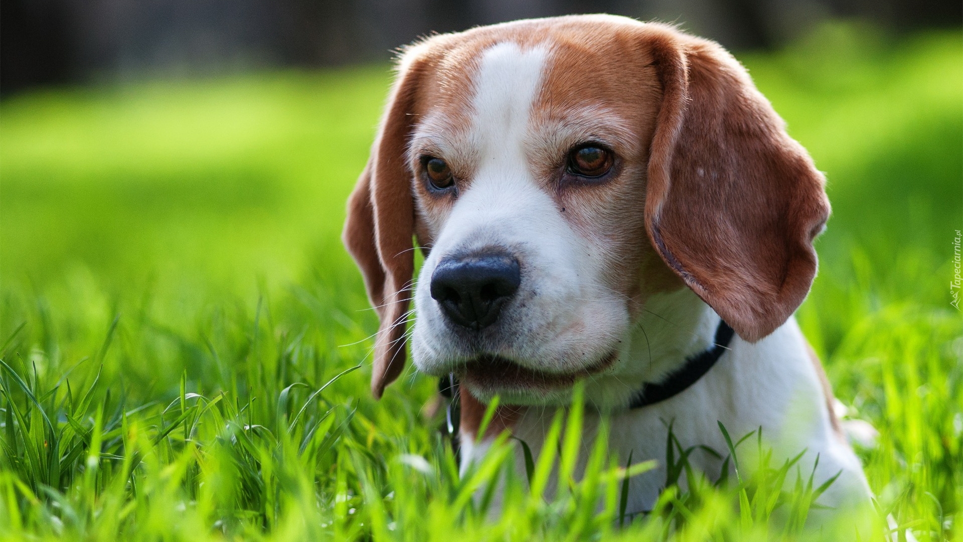 Beagle, Obroża, Trawa