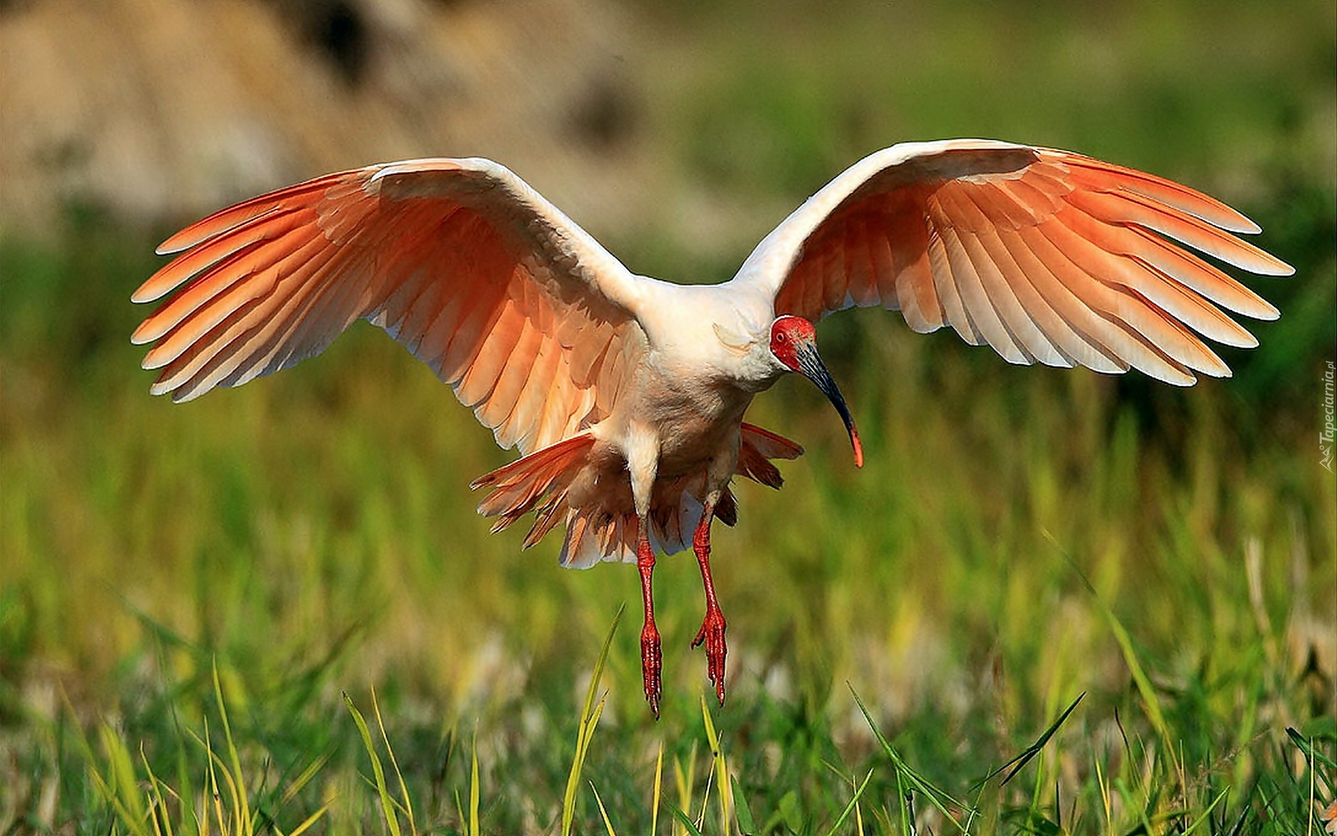 Lato, Łąka, Ibis, Rozmycie