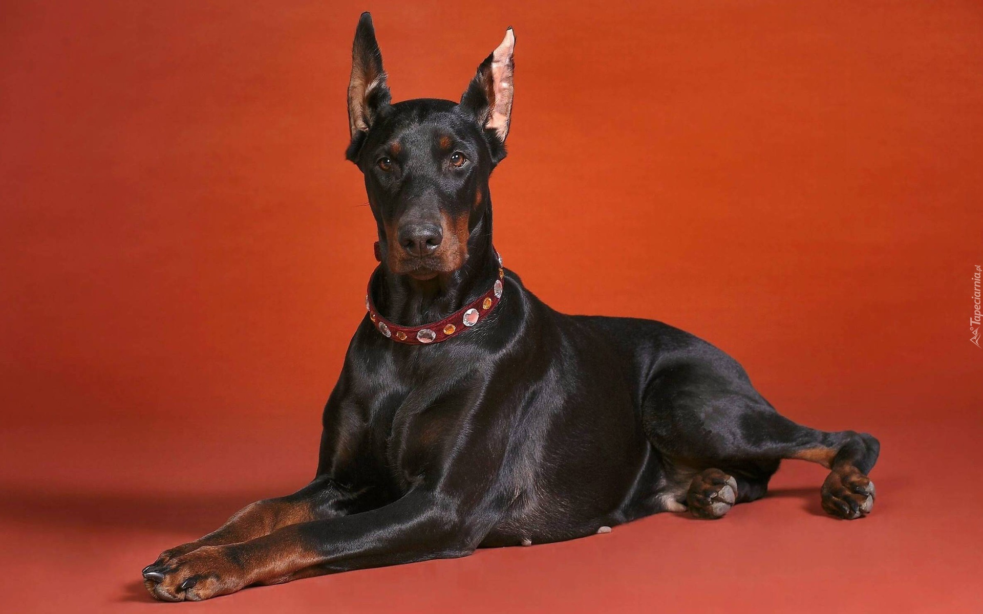 Doberman, Obroża