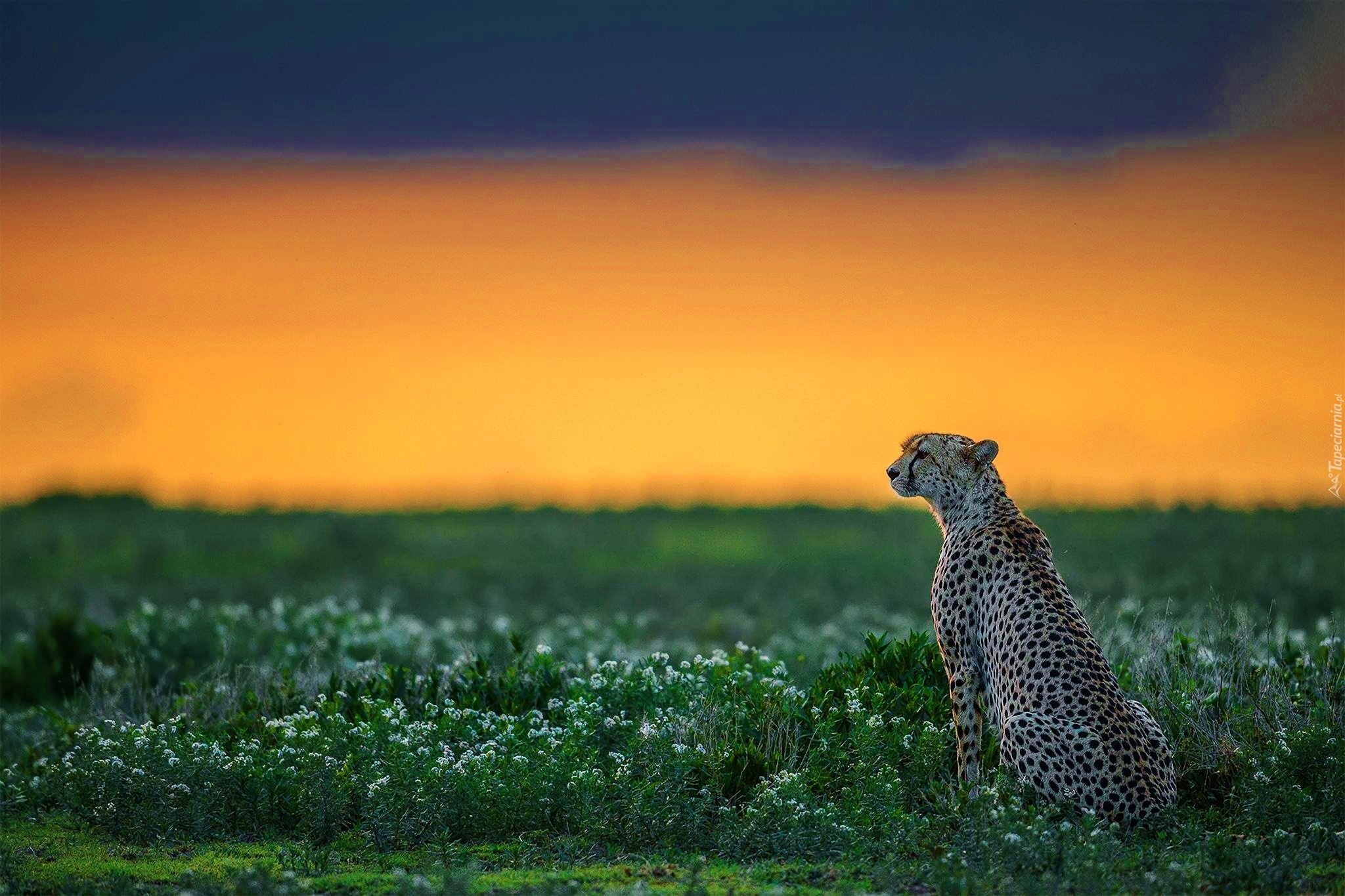Gepard, Trawy