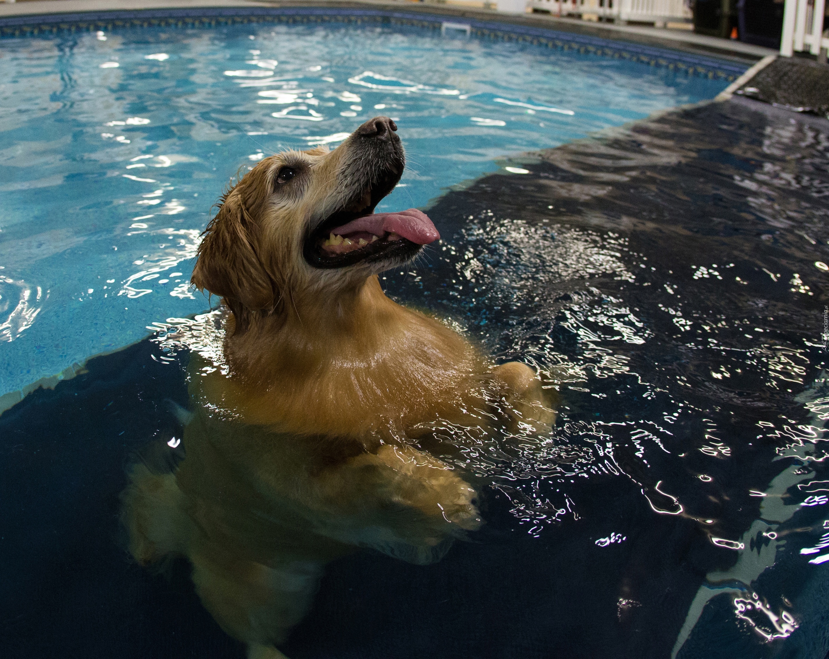 Pływający, Golden Retriever, Basen