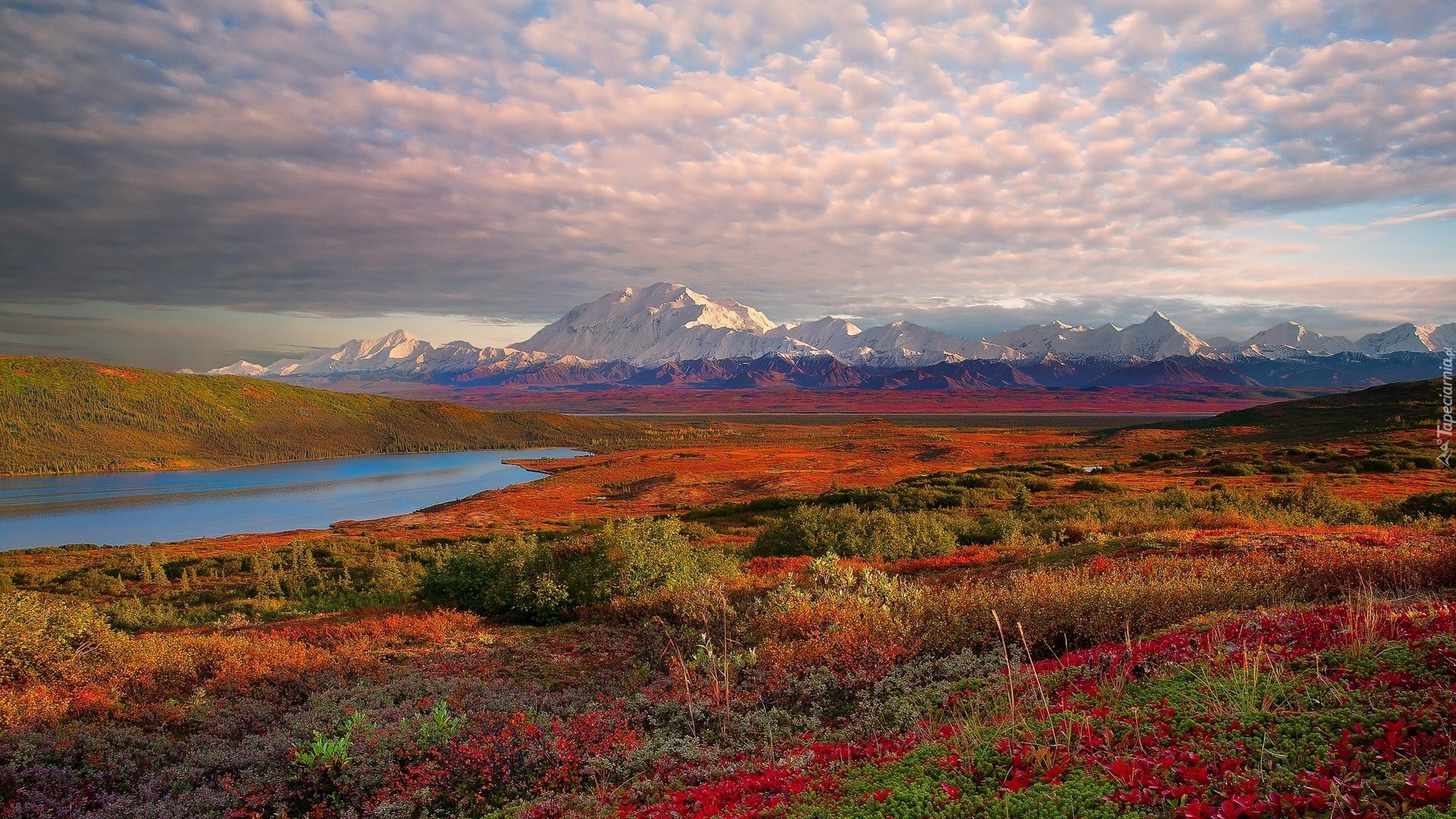 Alaska, Park Narodowy Denali, Stany Zjednoczone, Góry, Jezioro, Roślinność