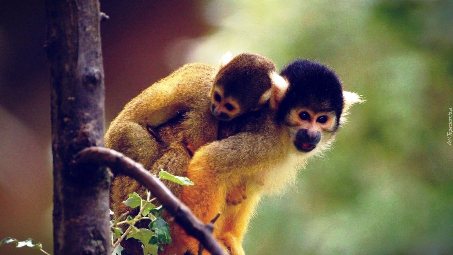 Dwie, Małpki, Squirrel Monkey, Drzewo