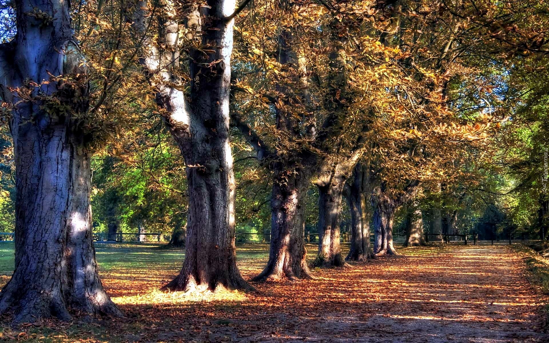 Jesień, Park, Aleja, Dęby, Opadłe, Liście