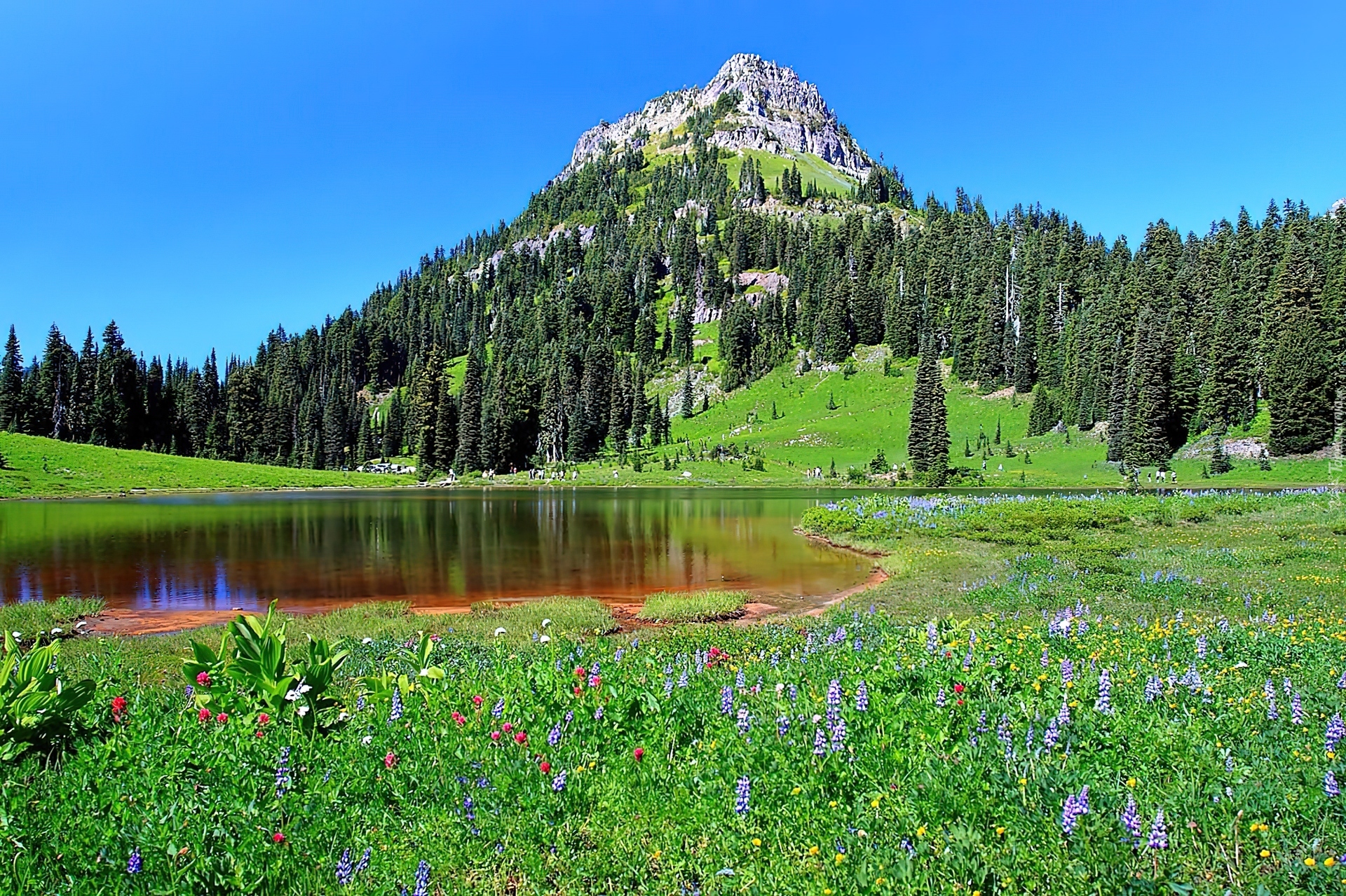 Stany Zjednoczone, Stan Waszyngton, Park Narodowy Mount Rainier, Jezioro Tipsoo, Łąka