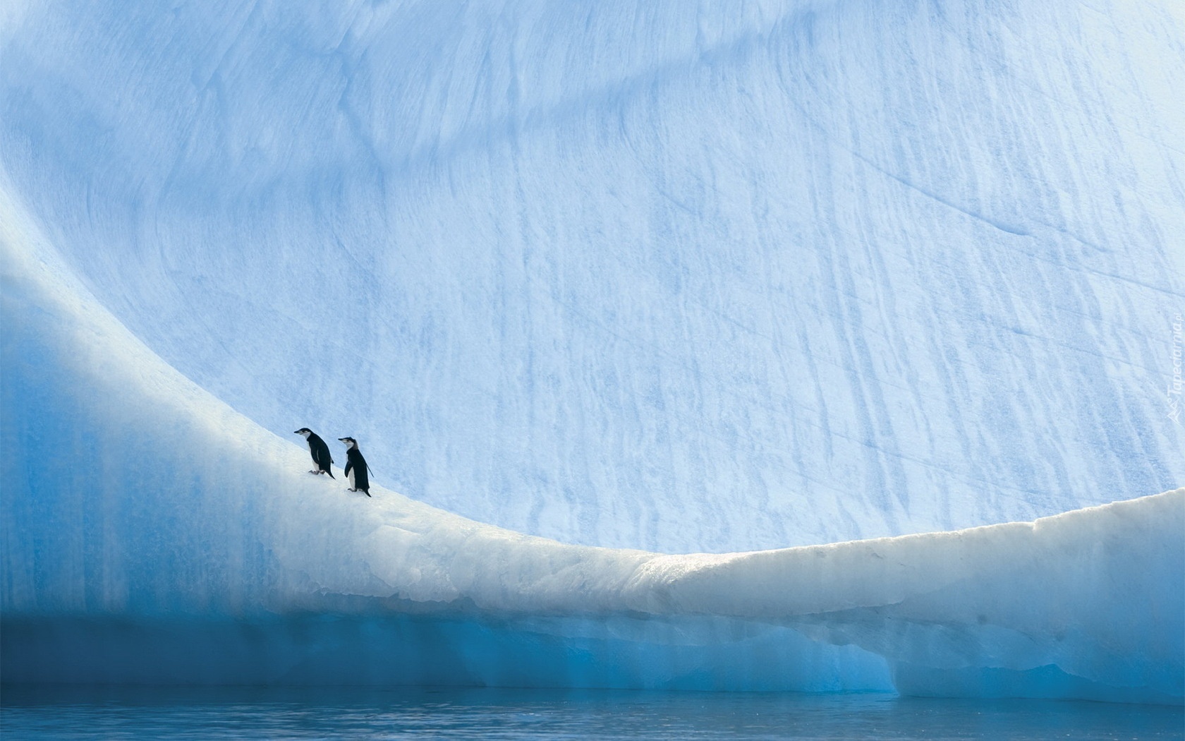 Góra Lodowa, Pingwiny