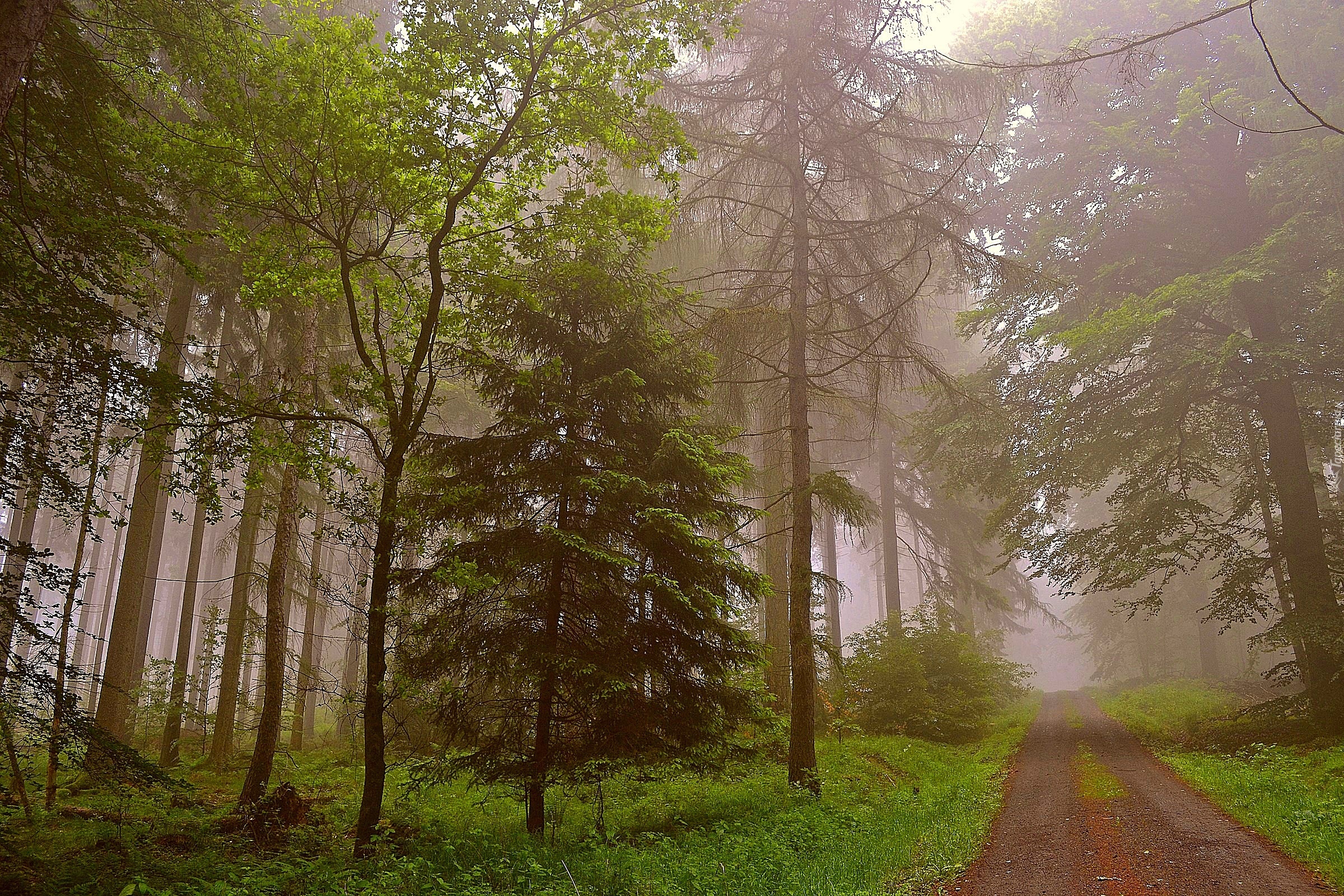 Las, Droga, Mgła