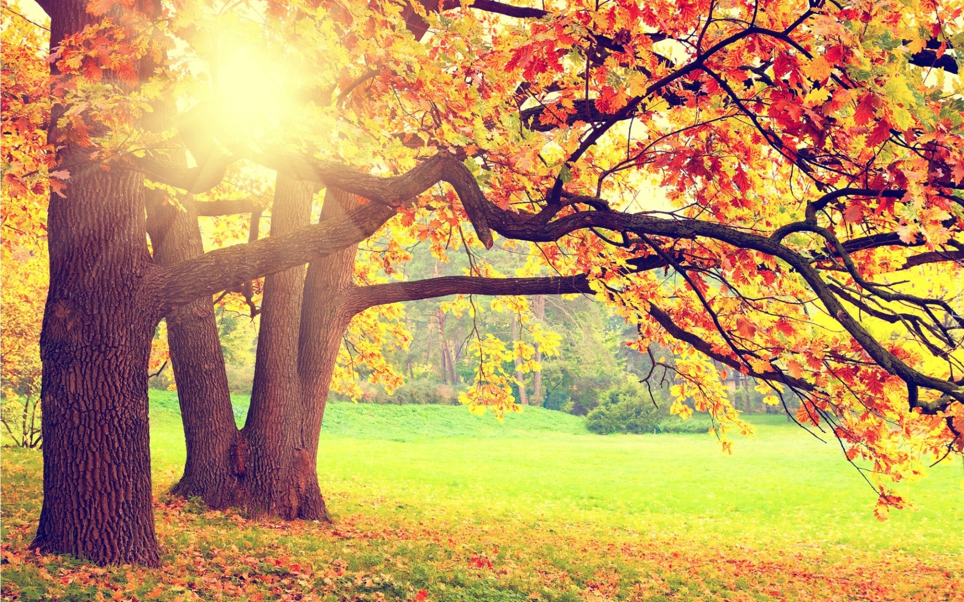 Park, Drzewa, Kolorowe, Liście, Promienie, Słońca, Jesień
