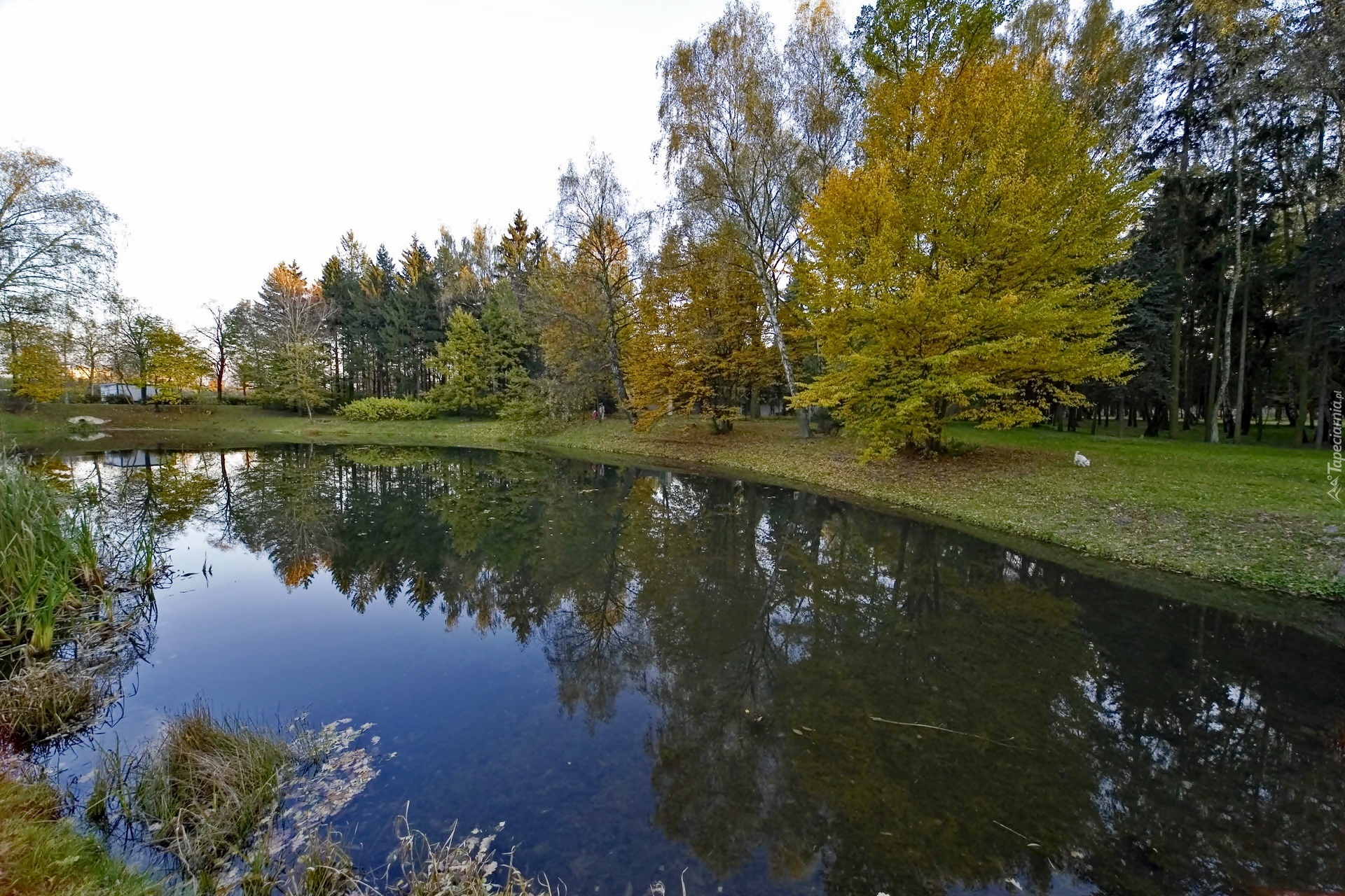 Jesień, Park, Staw, Odbicie