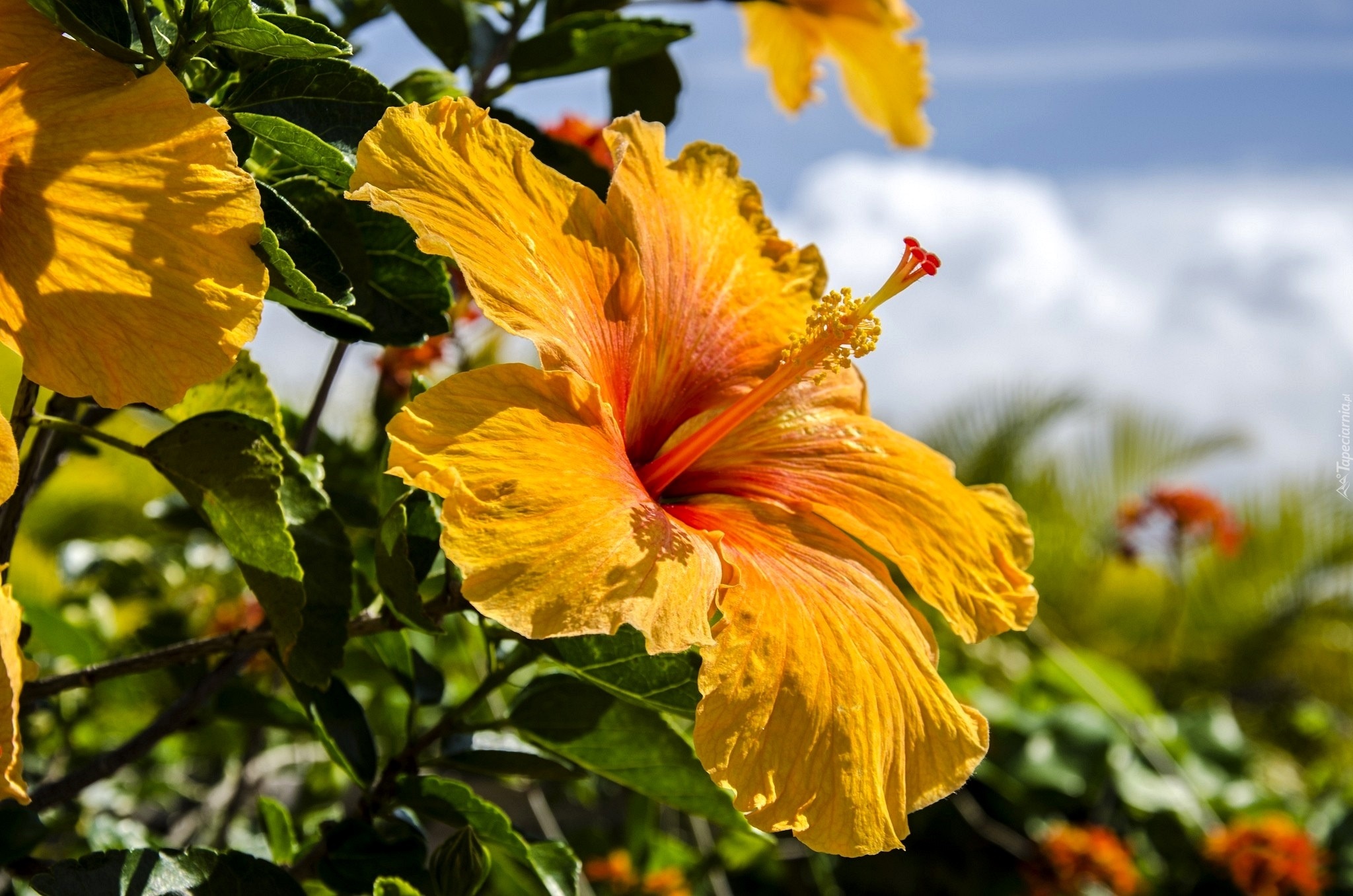 Żółty, Hibiskus