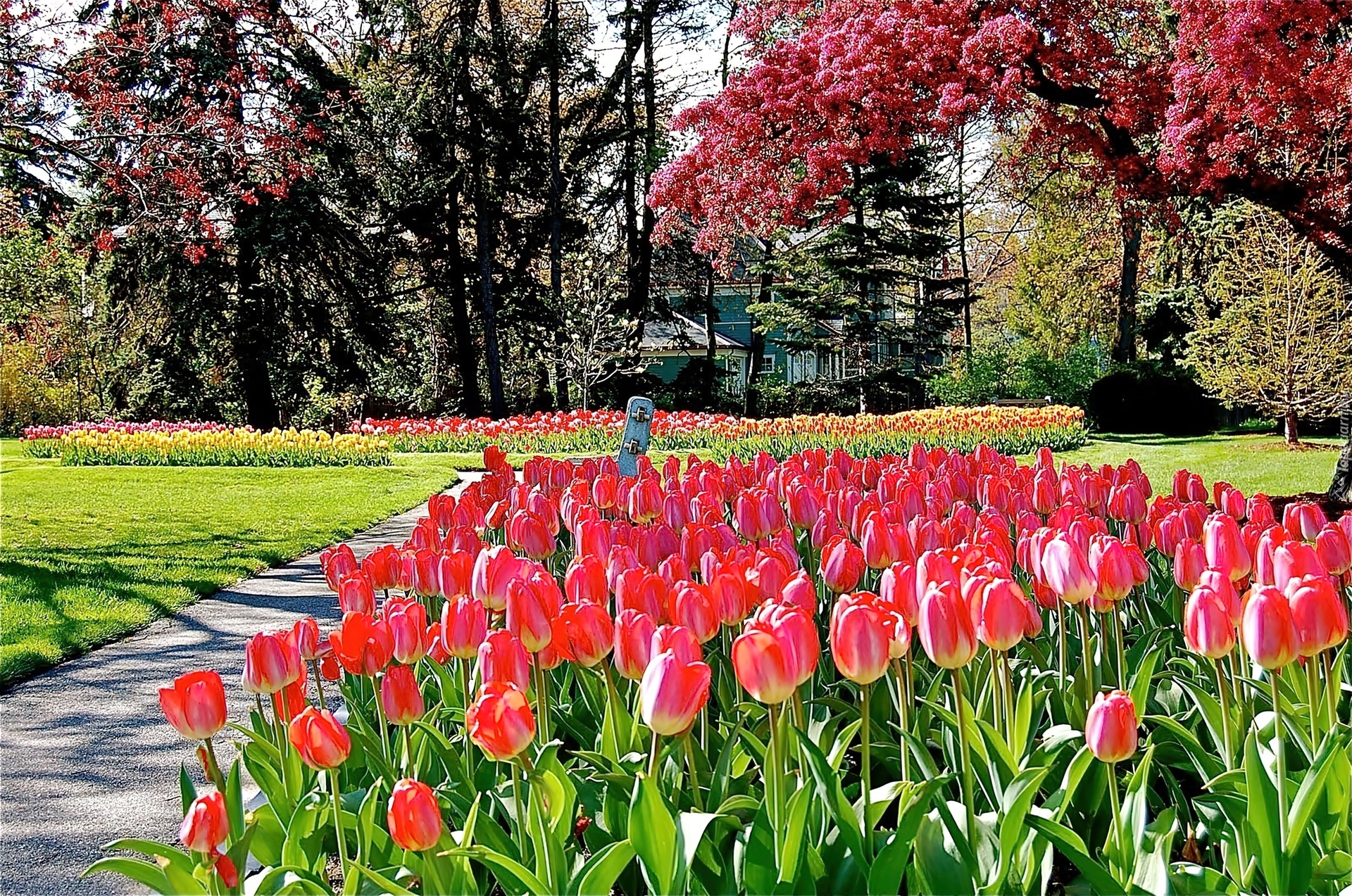 Wiosna, Park, Kwitnące, Drzewa, Tulipany, Przebijające, Światło