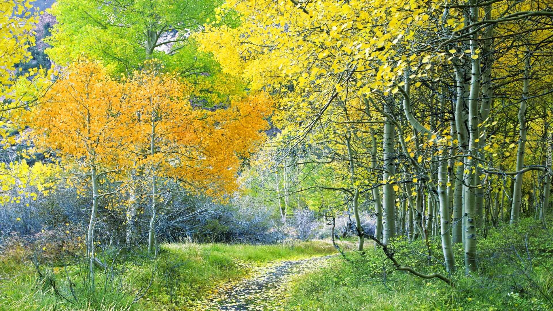 Las, Ścieżka, Brzozy, Liście, Jesień