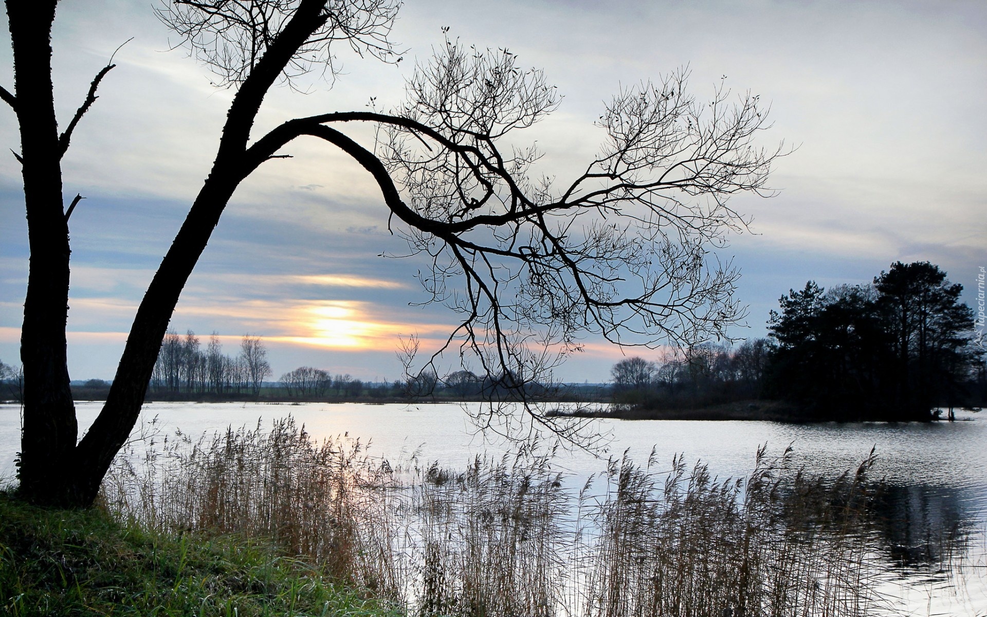 Jezioro, Wysepka, Drzewa, Trawy, Wschód, Słońca