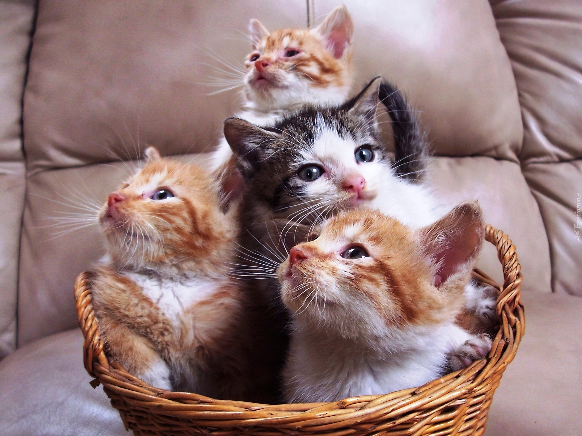 Кошечка с котятами. Котята в корзинке. Кошка с котятами. Маленький котенок. Корзинка для кошки.