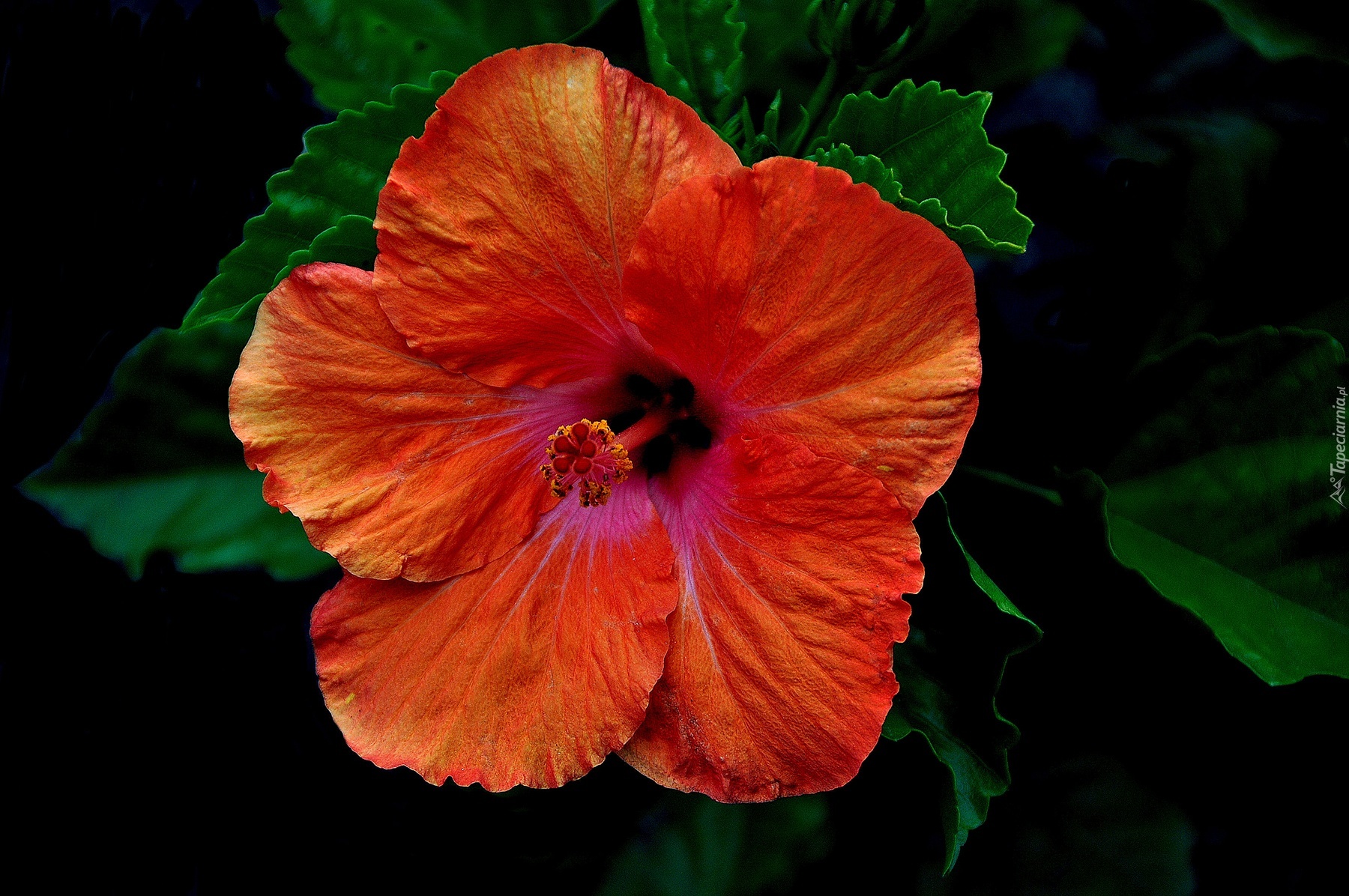 Pomarańczowy, Hibiskus