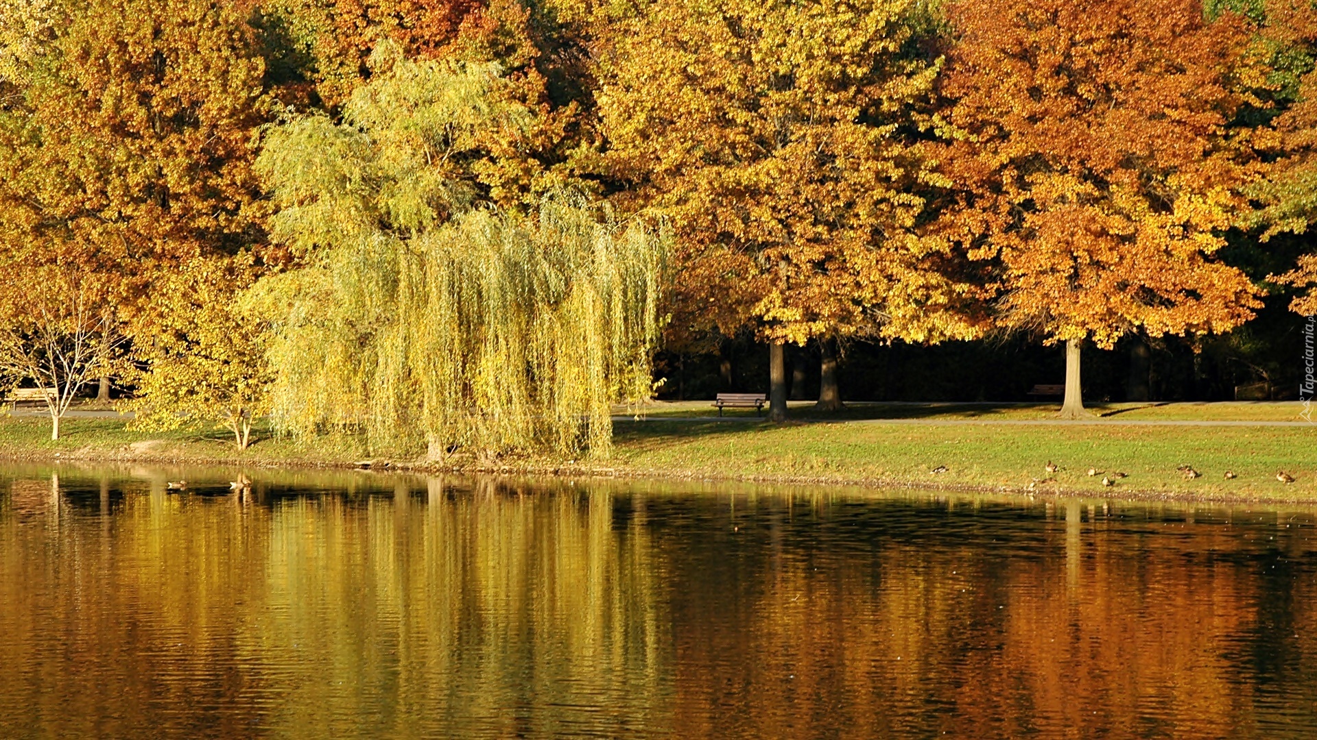 Jesień, Park, Staw, Kaczki