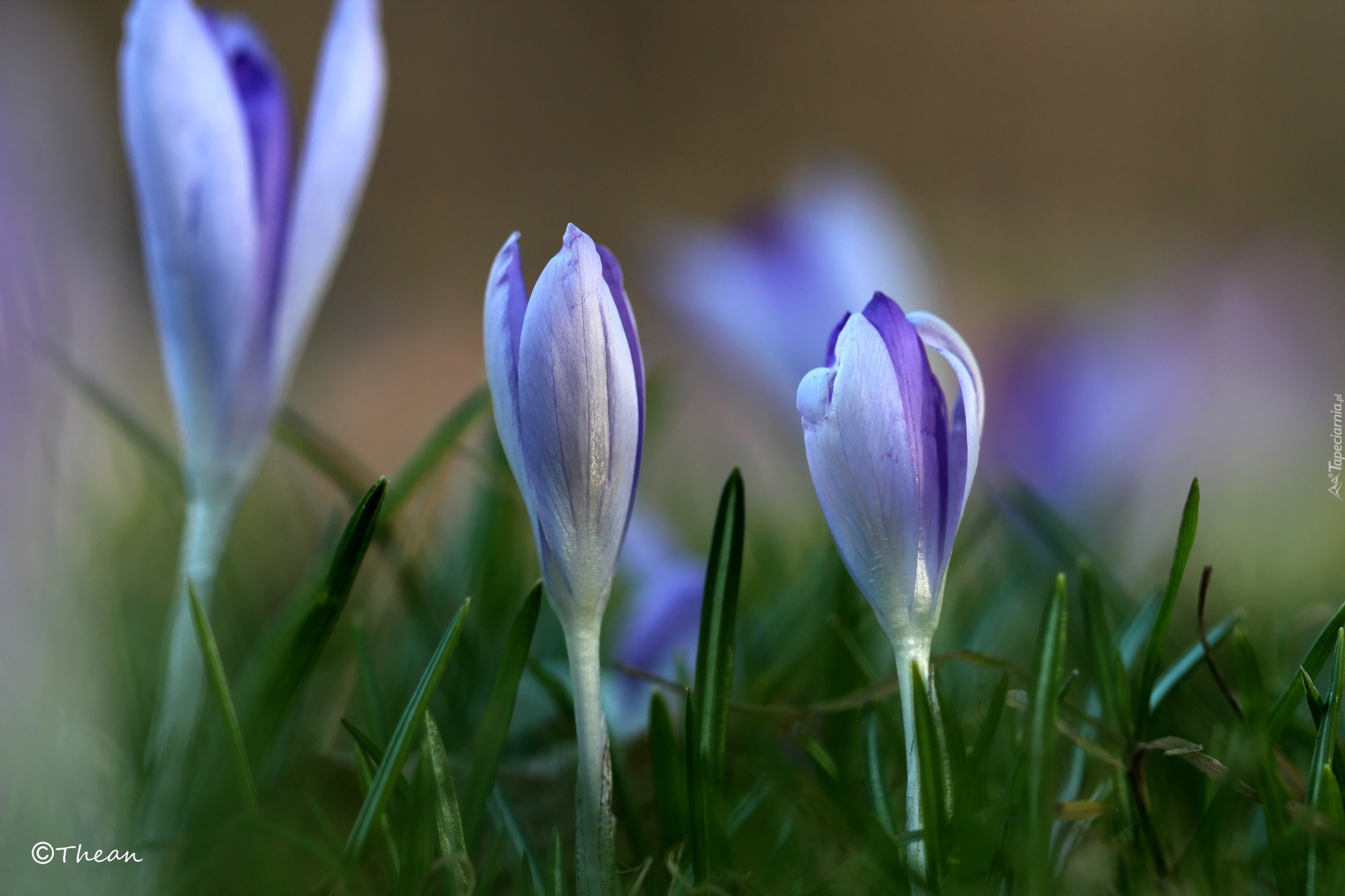 Liliowe, Krokusy, Kwiaty, Wiosna