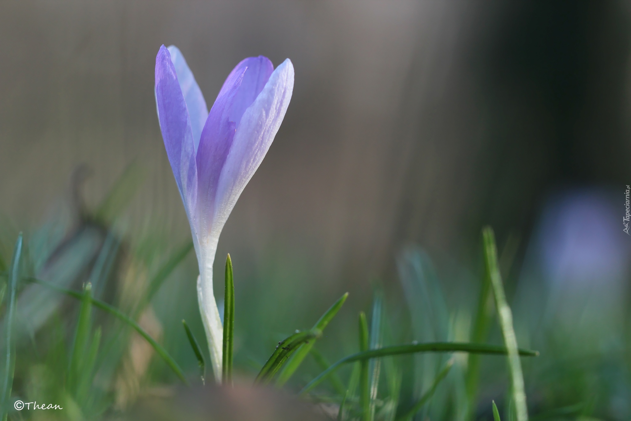 Liliowy, Krokus, Kwiat, Wiosna