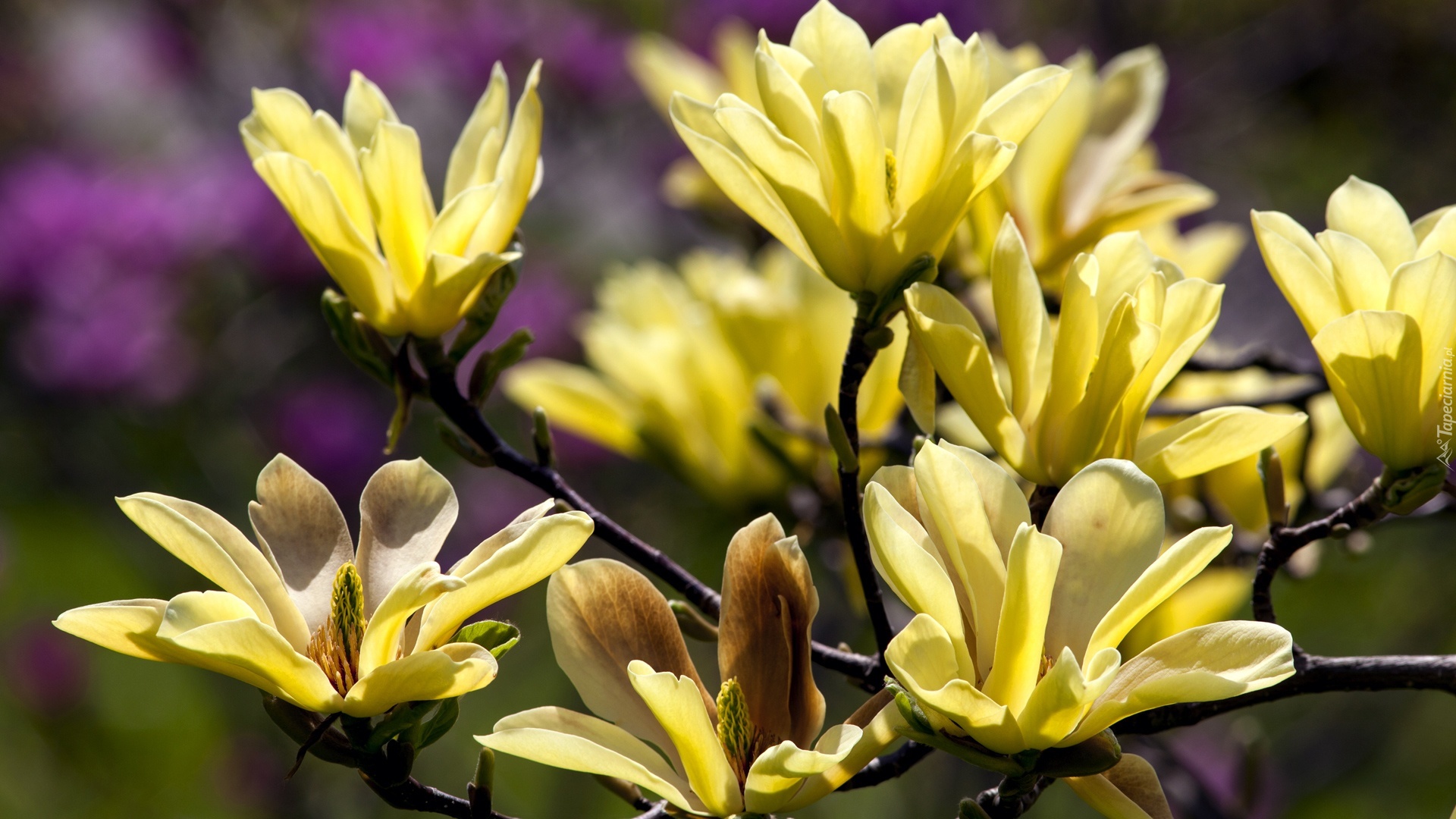 Żółta, Kwitnąca, Magnolia