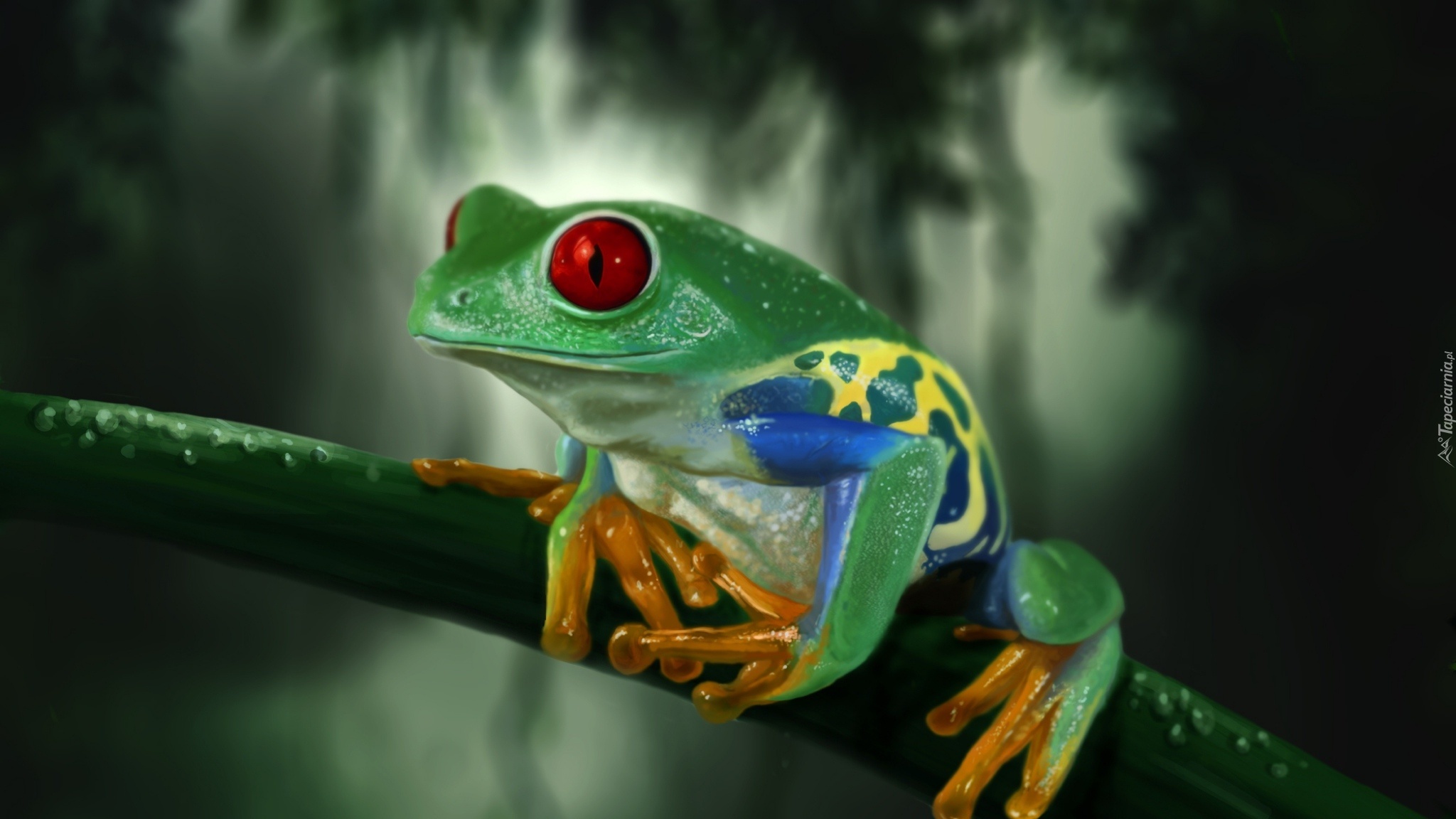 Żaba, Gałązka