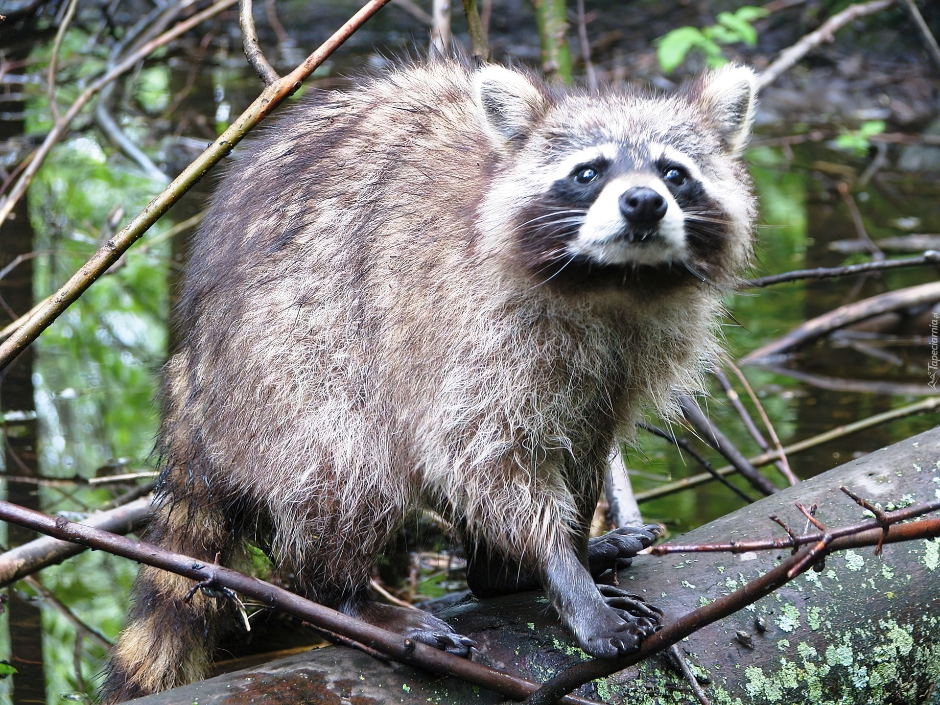 Szop, Gałązki