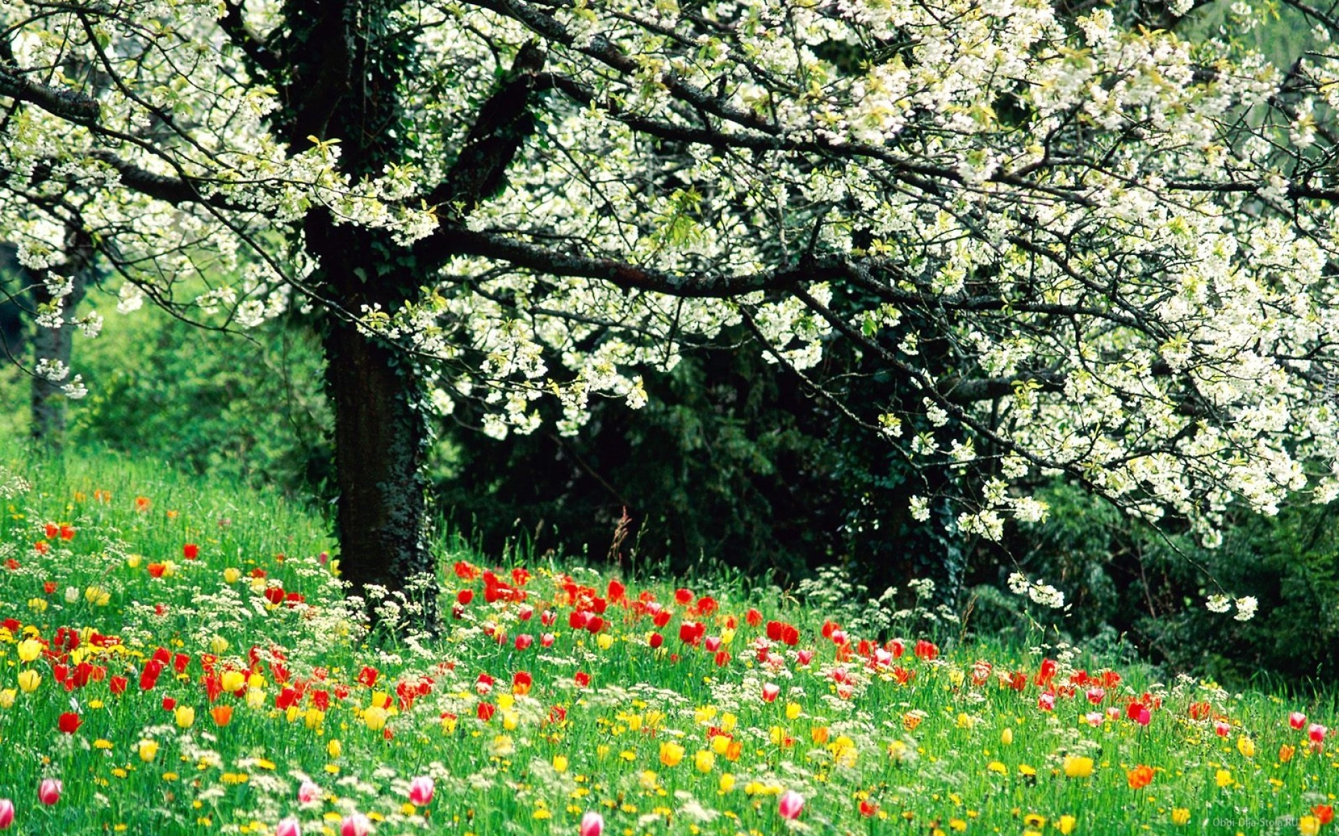 Wiosna, Kwitnące, Drzewo, Kwiaty, Trawa
