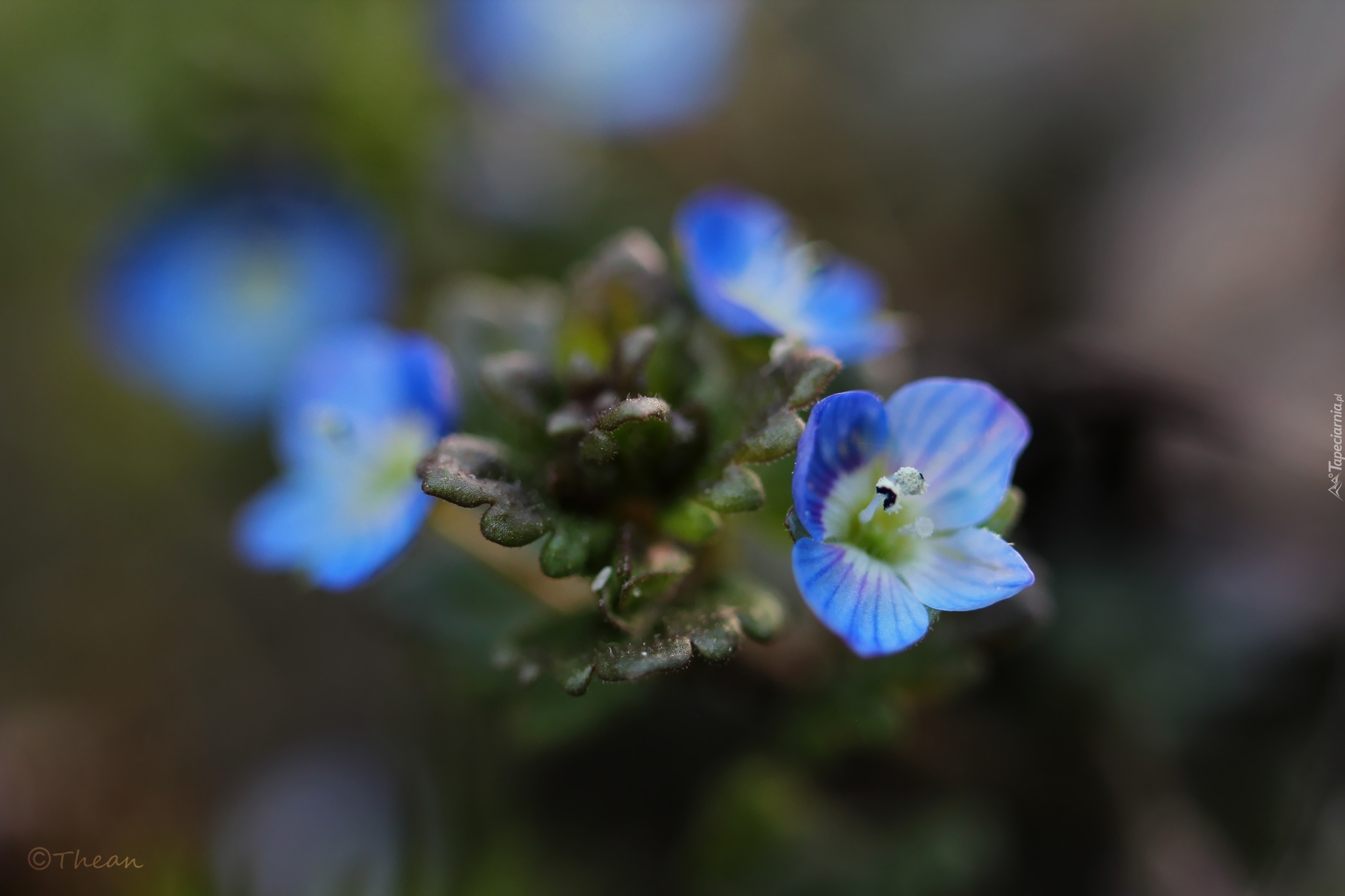 Przetacznik, Niebieskie, Kwiaty