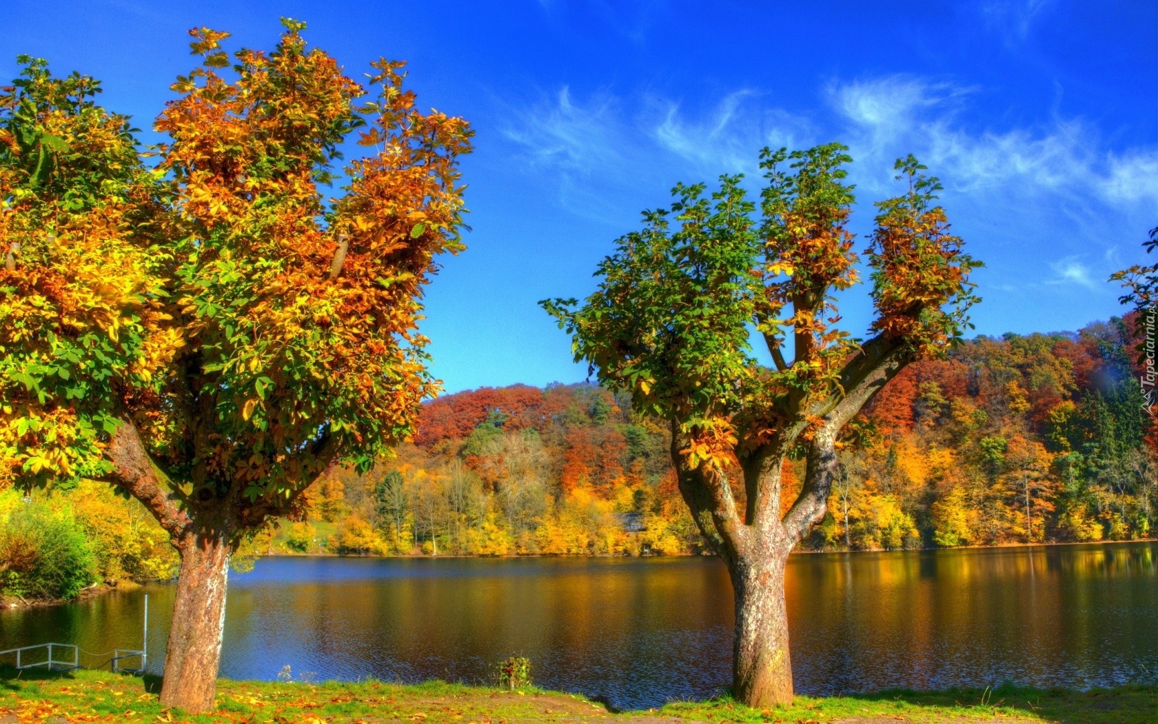 Jezioro, Kolorowe, Drzewa, Lasy, Jesień