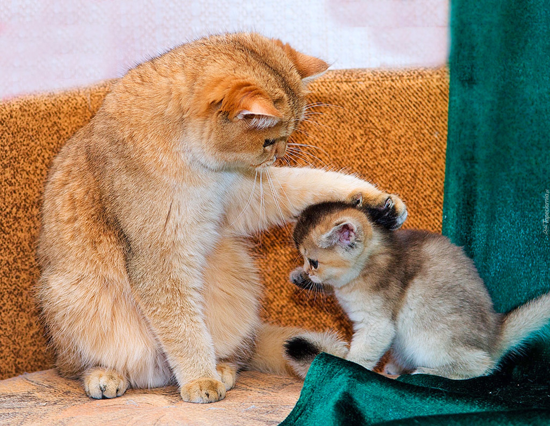 Звук мамы кошки зовущей. Кот успокаивает. Котенок для поднятия настроения. Успокаивают котенка. Котята с мамой.