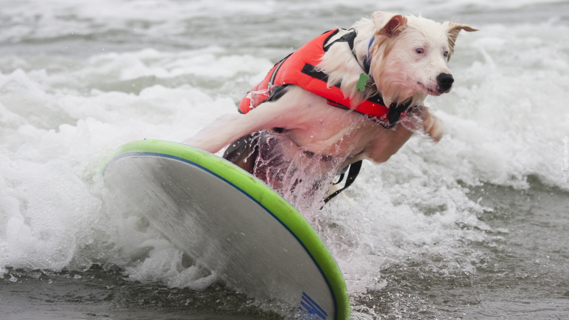 Pies, Surfing