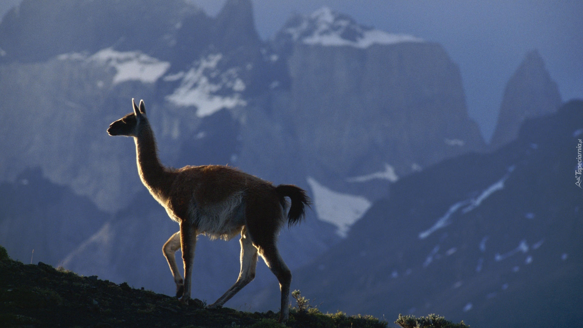 Lama, Góry