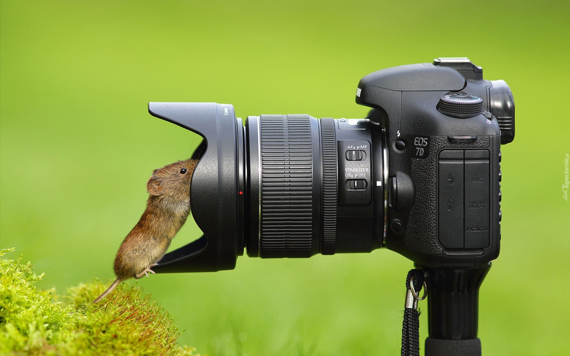 Myszka, Aparat, Fotograficzny, Krzew