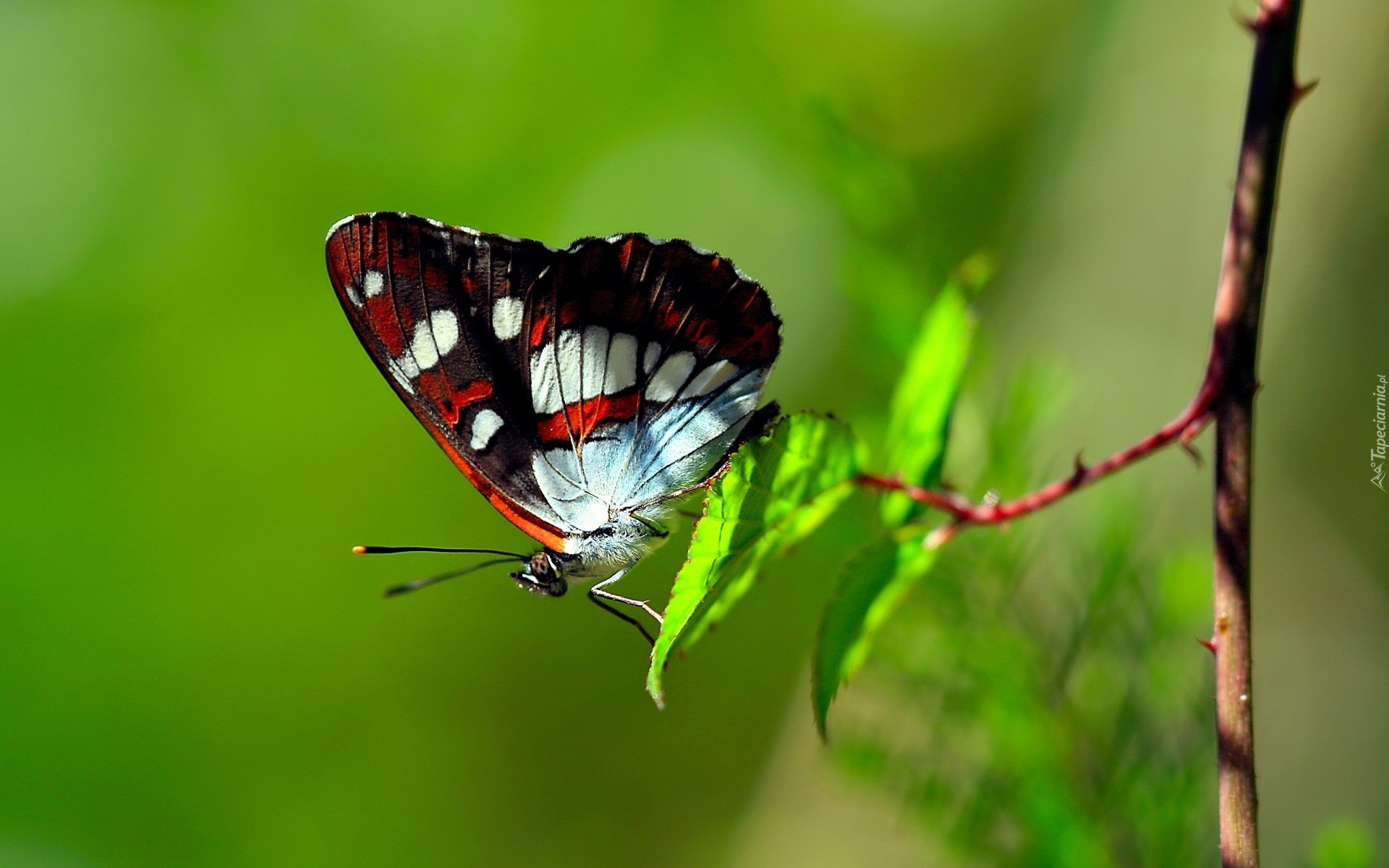 Motyl, Gałązka, Makro