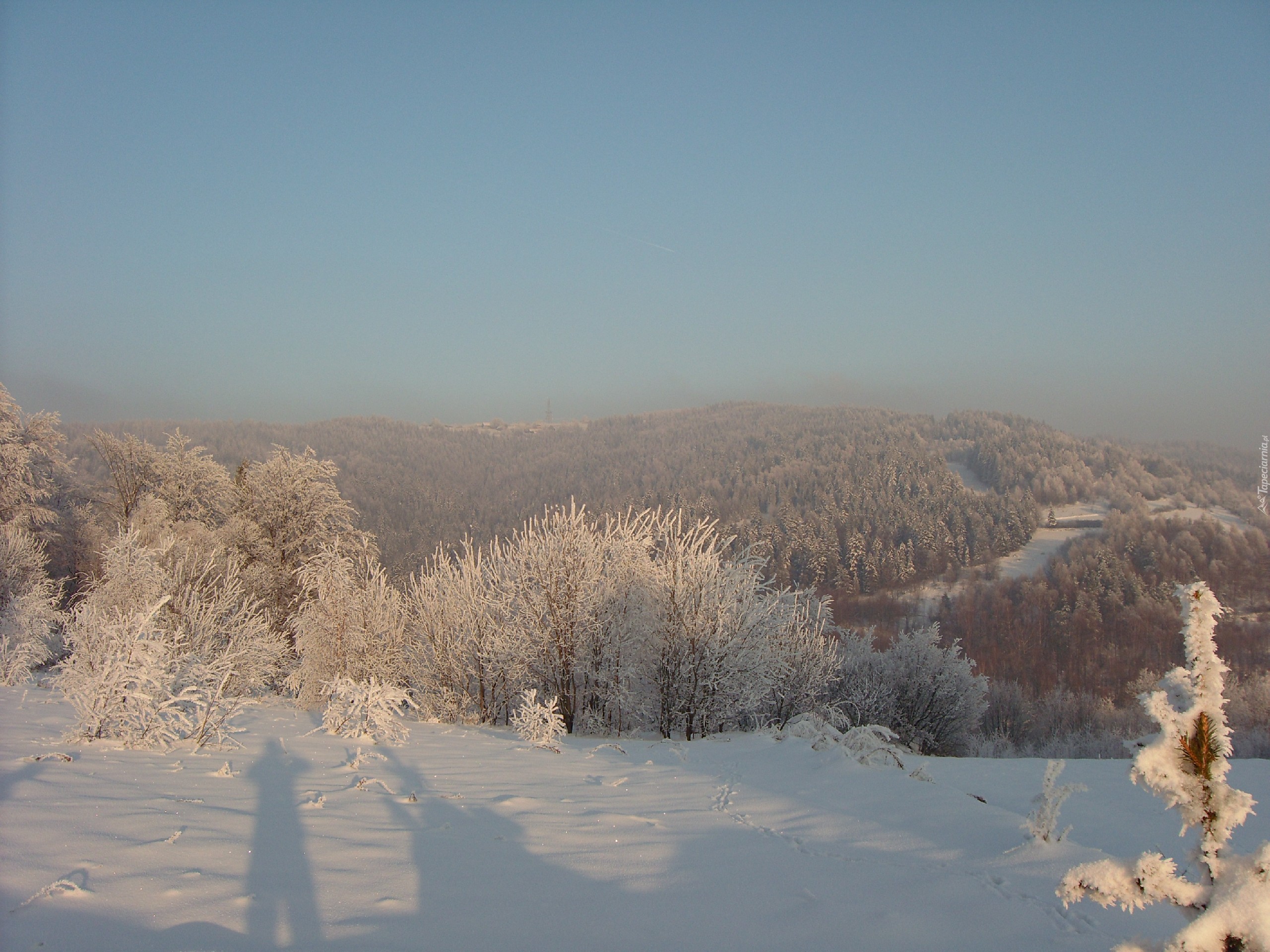 Las. Śnieg, Cień