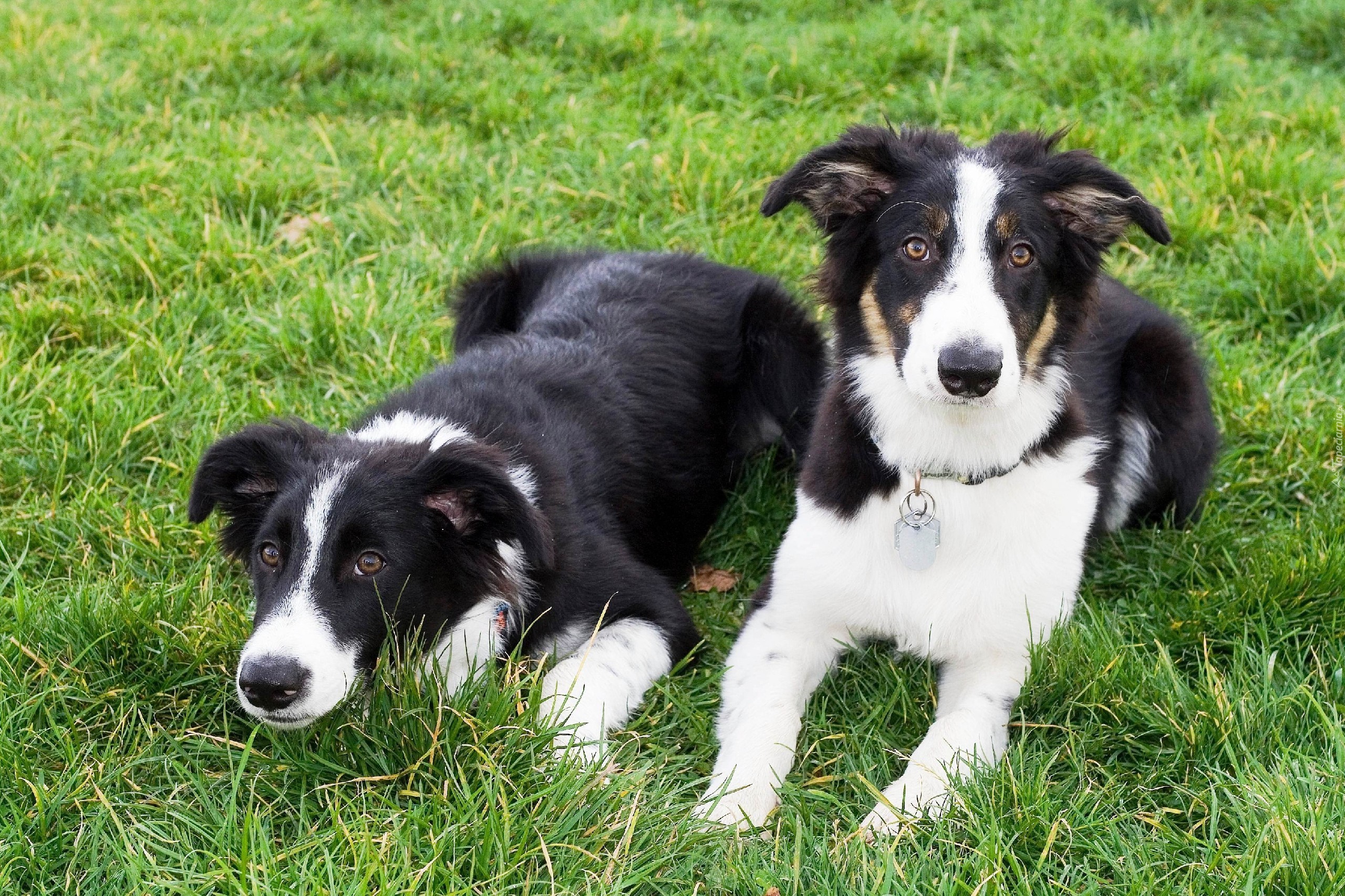 Dwa, Border Collie, Trawa