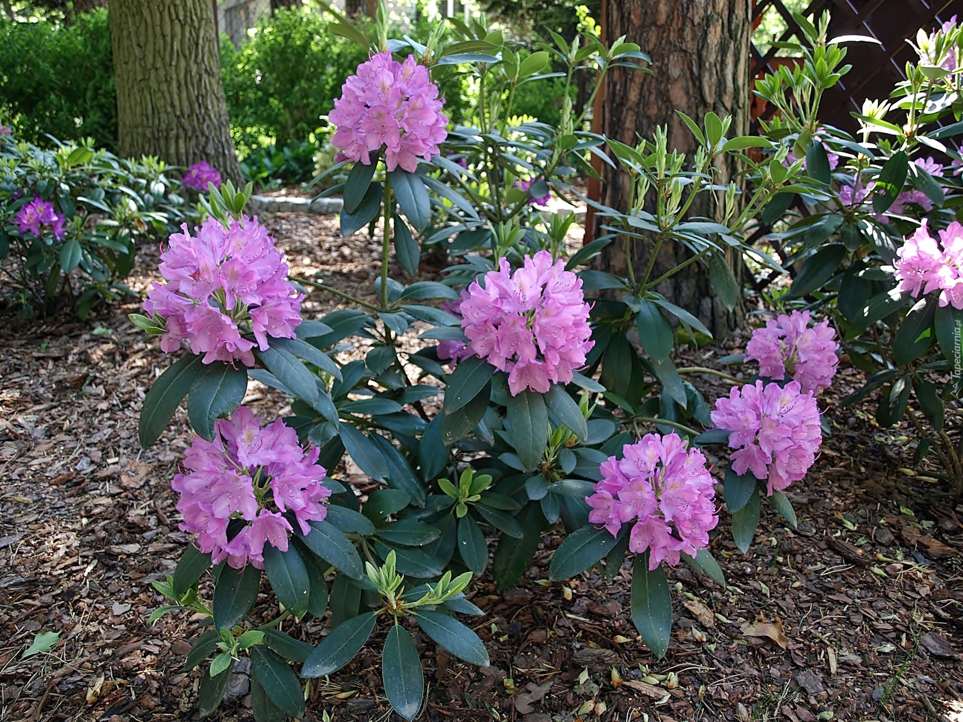 Wiosna, Park, Kwitnący, Rododendron