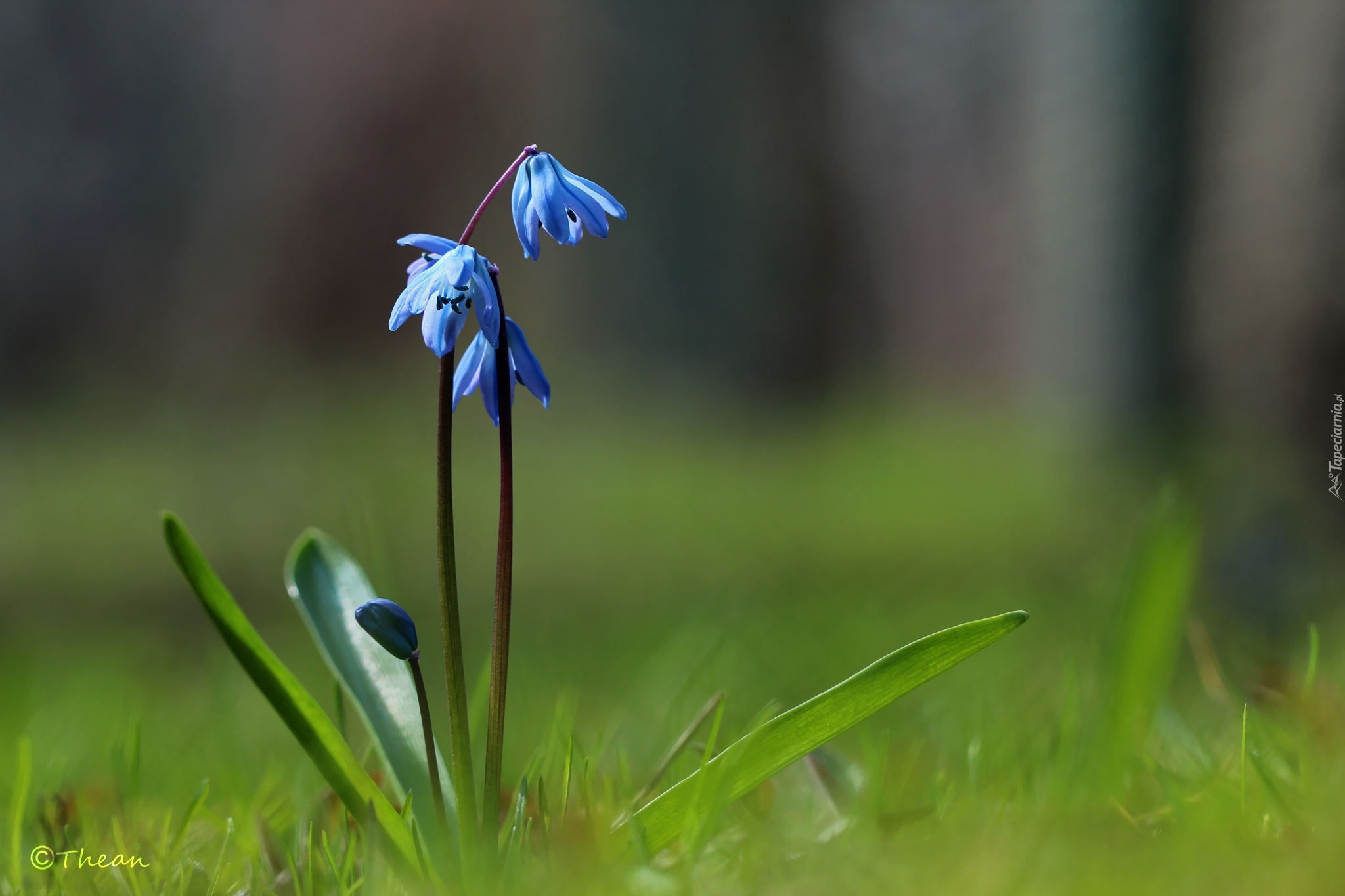 Cebulice Syberyjskie, Niebieskie, Kwiaty, Wiosna