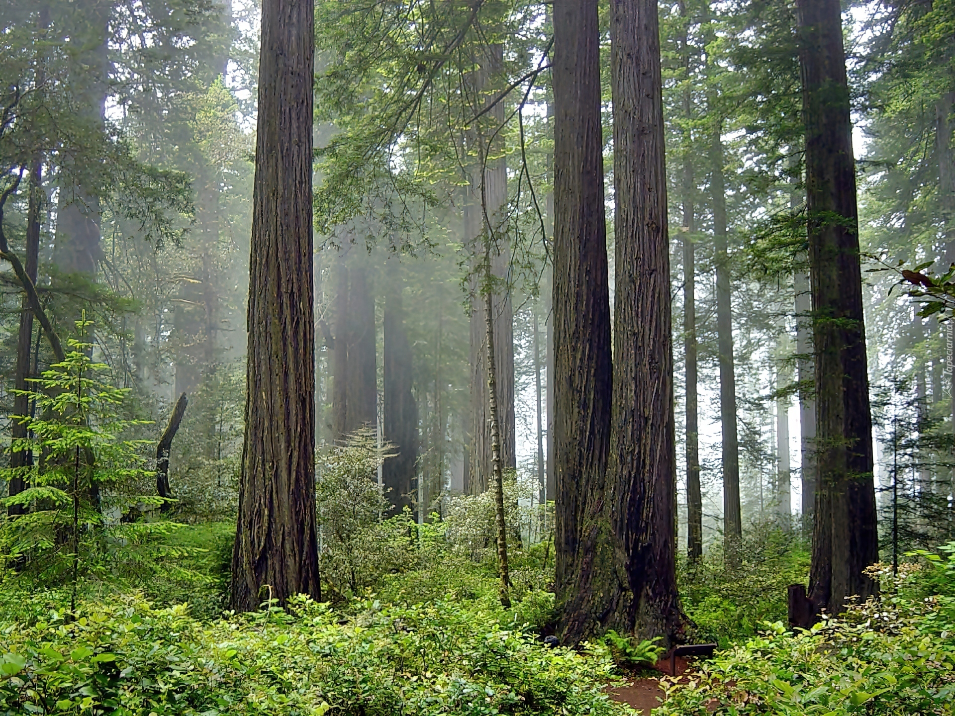 Stany Zjednoczone, Stan Kalifornia, Park Narodowy Redwood, Las, Mgła