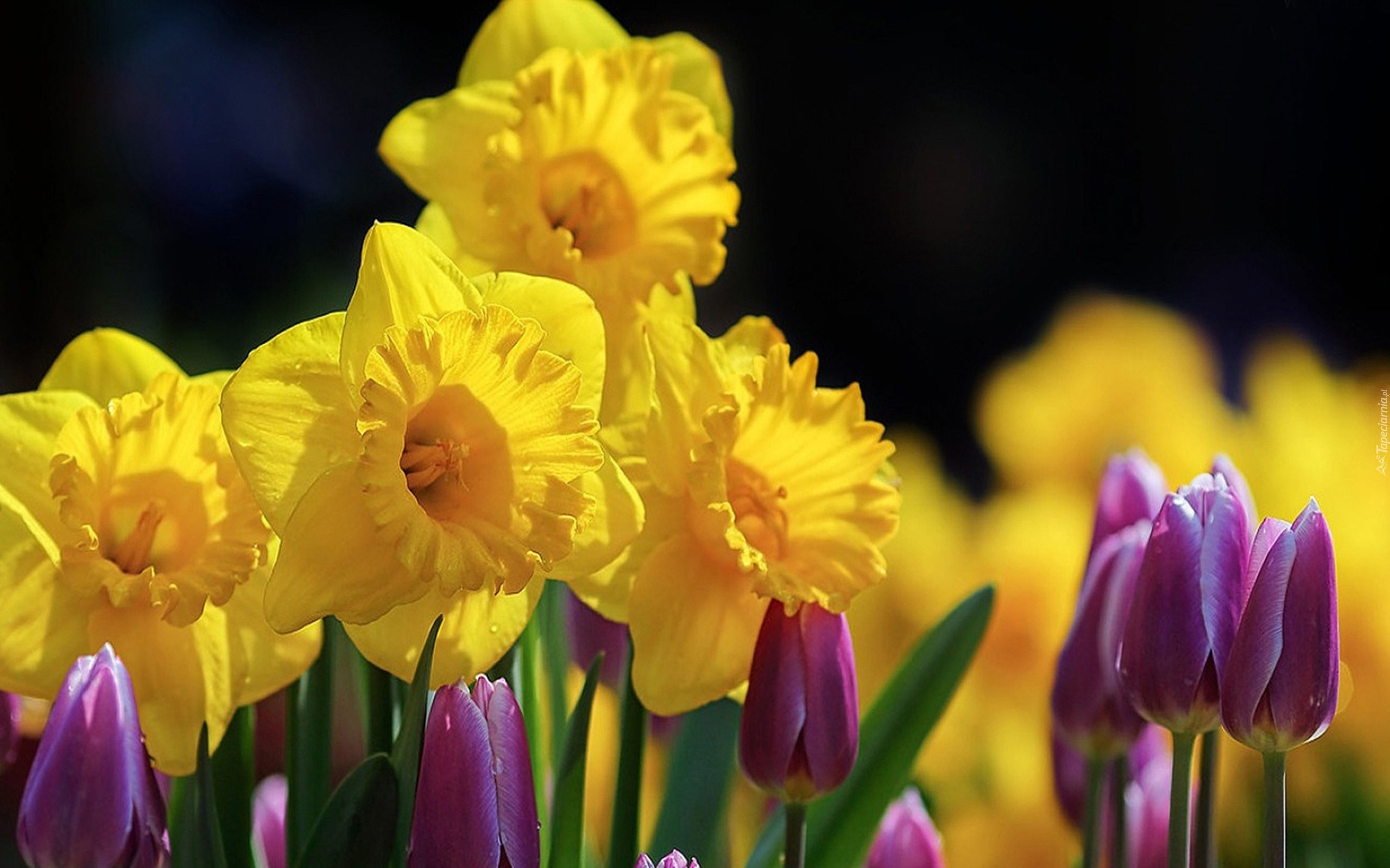 Żonkile, Tulipany