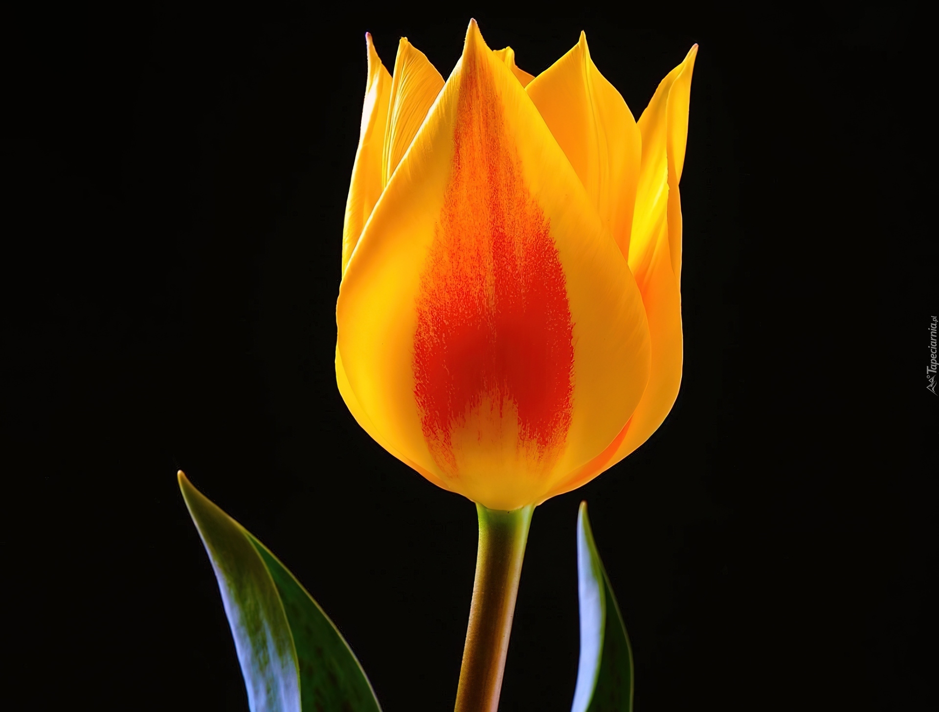 Żółty, Tulipan, Czarne, Tło