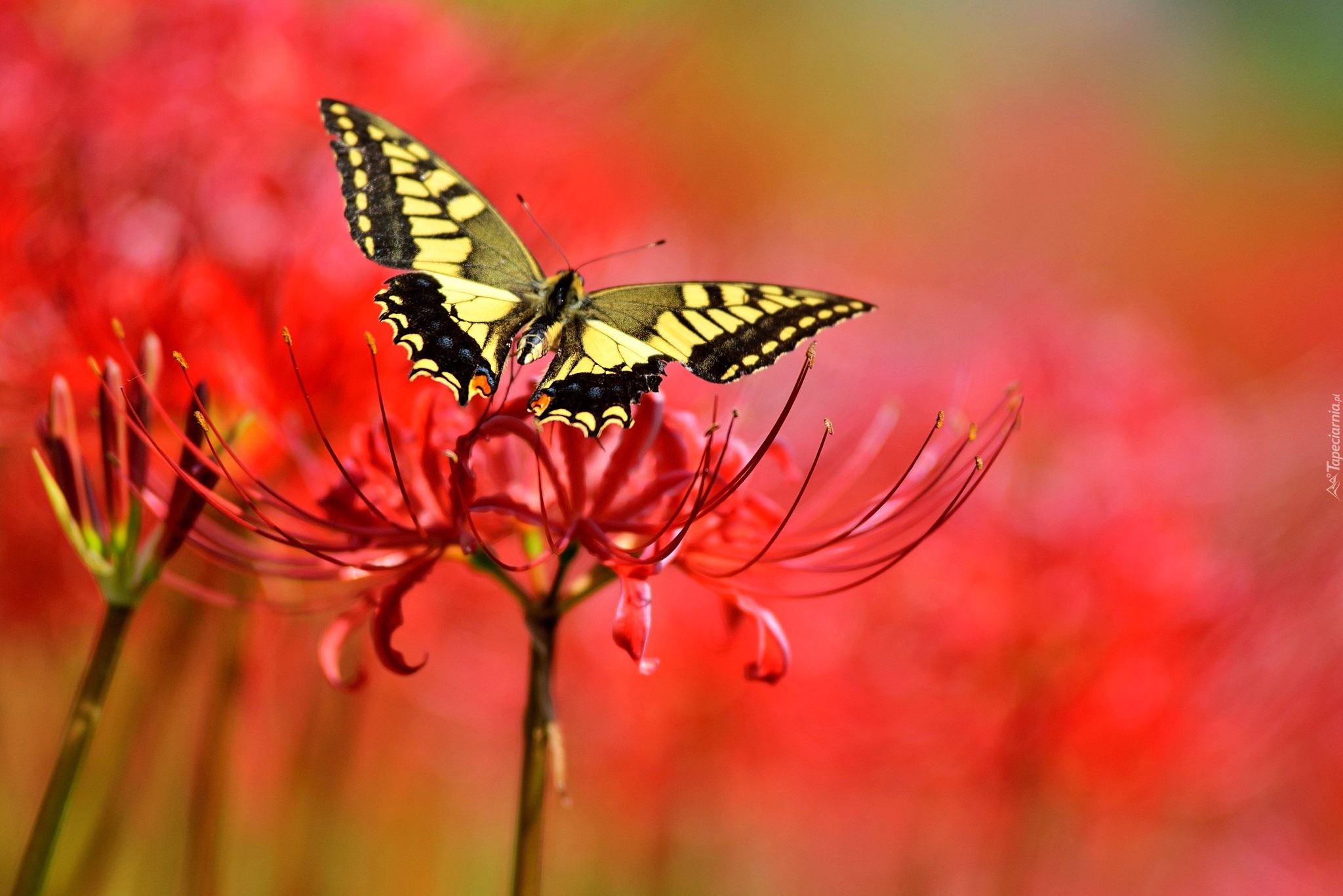 Motyl, Kwiat, Makro