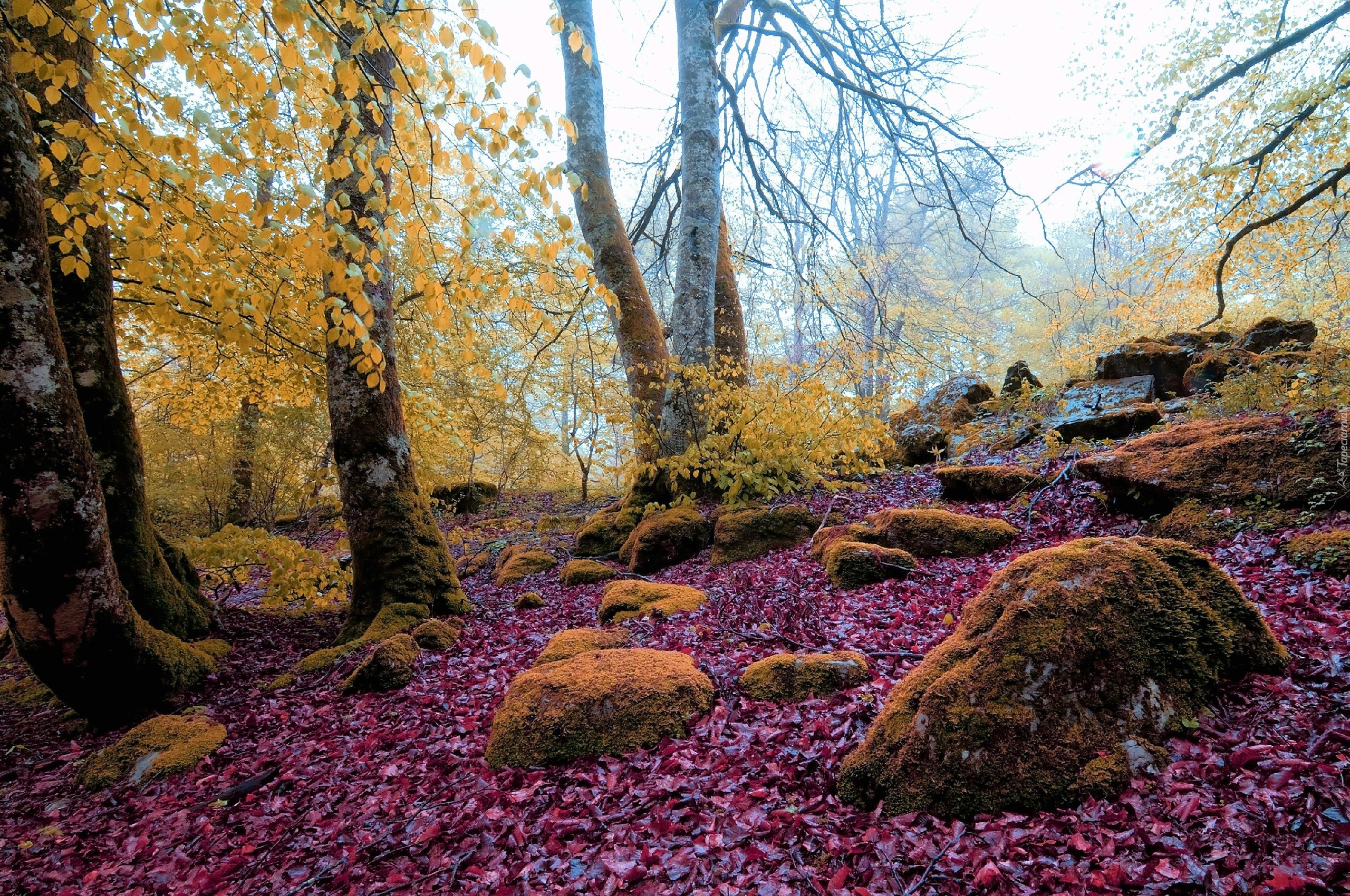 Jesień, Las, Omszone, Kamienie, Liście