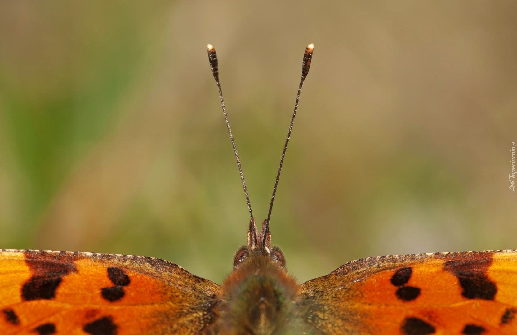 Motyl, Czułki, Skrzydełka