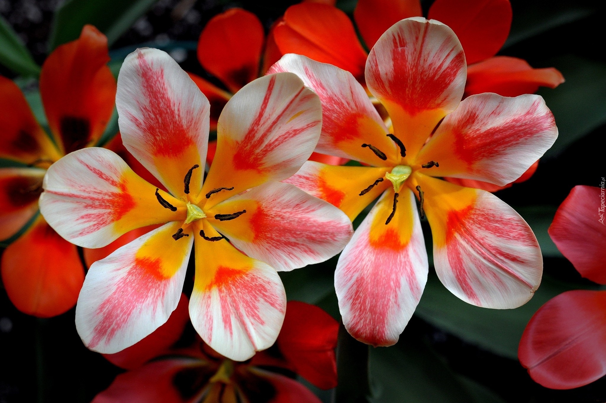 Rozkwitnięte, Kolorowe, Tulipany
