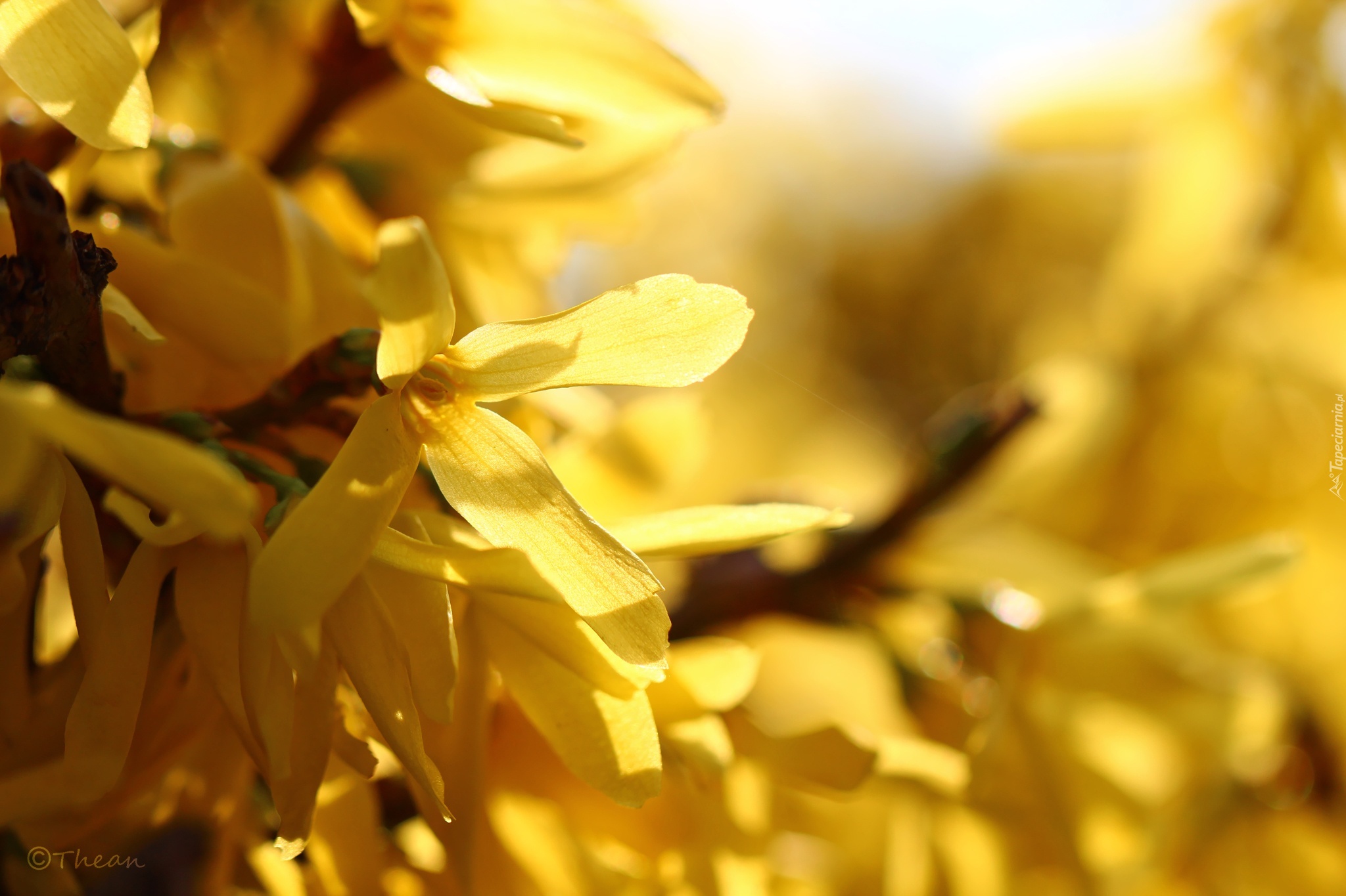 Żółte, Kwiaty, Forsycja, Wiosna