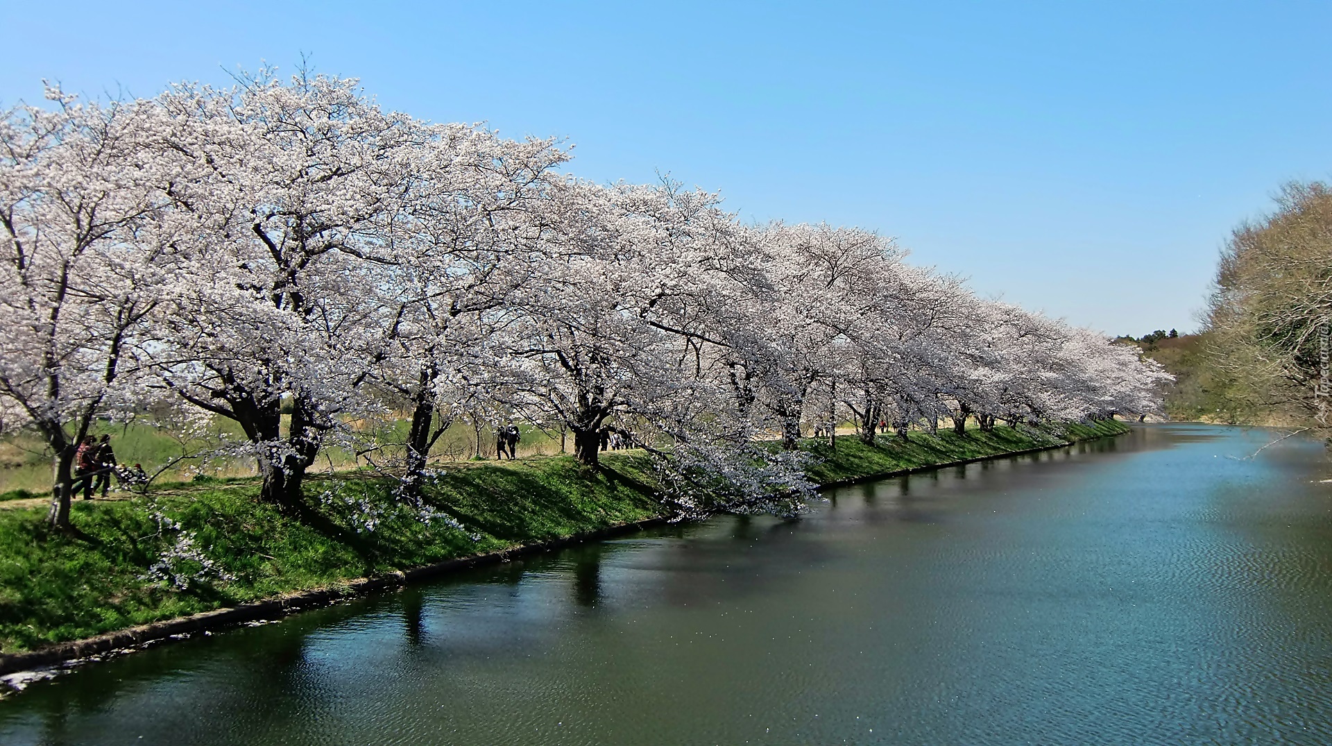 Fukuokazeki, Sakura, Park, Rzeka, Kwitnące, Wiśnie, Spacerowicze