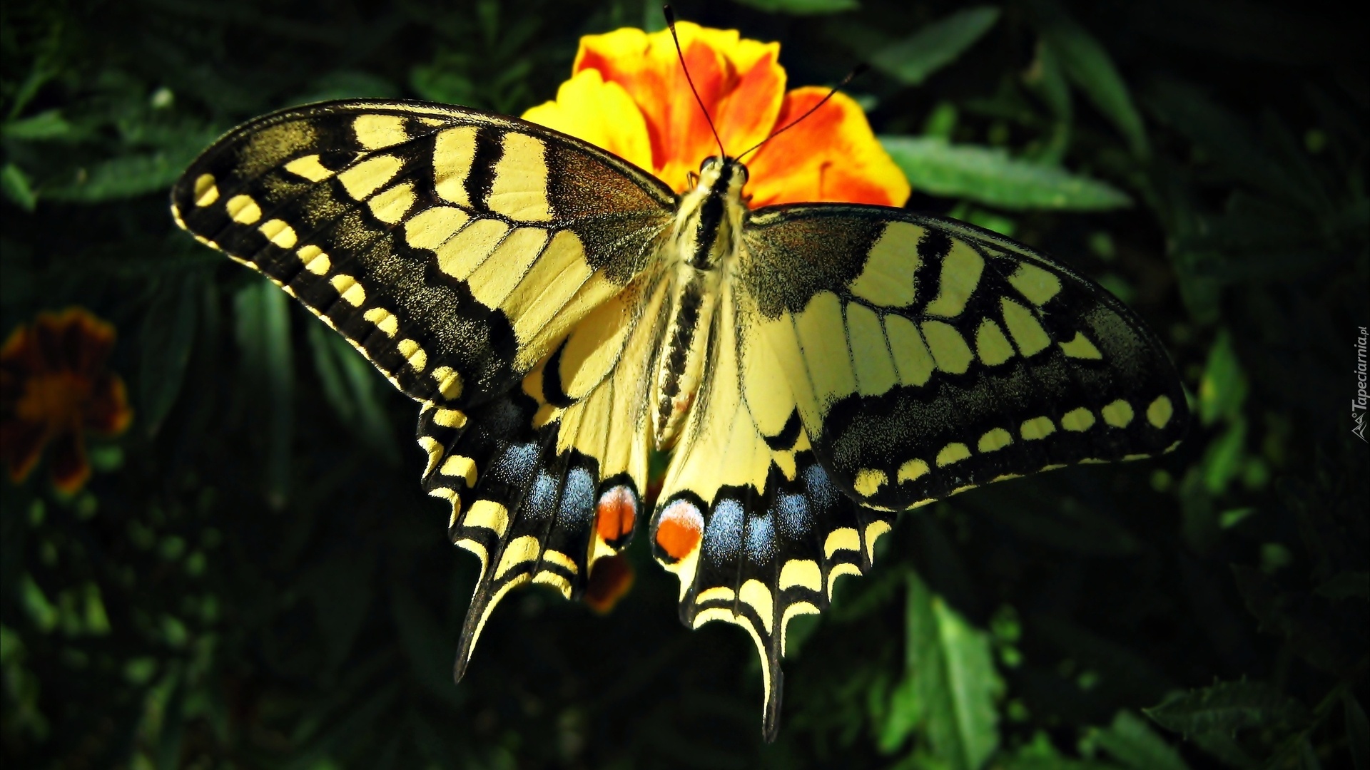 Piękny, Motyl