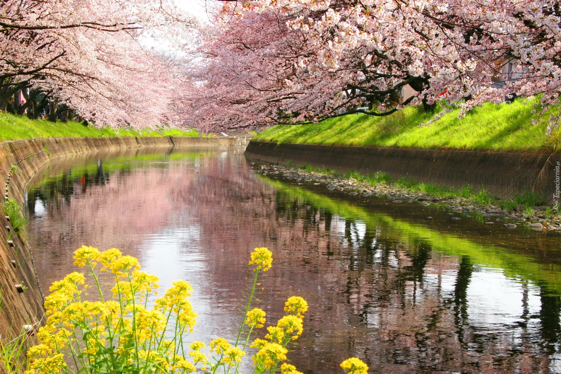 Rzeka, Kwitnące, Drzewa, Kwiaty, Wiosna