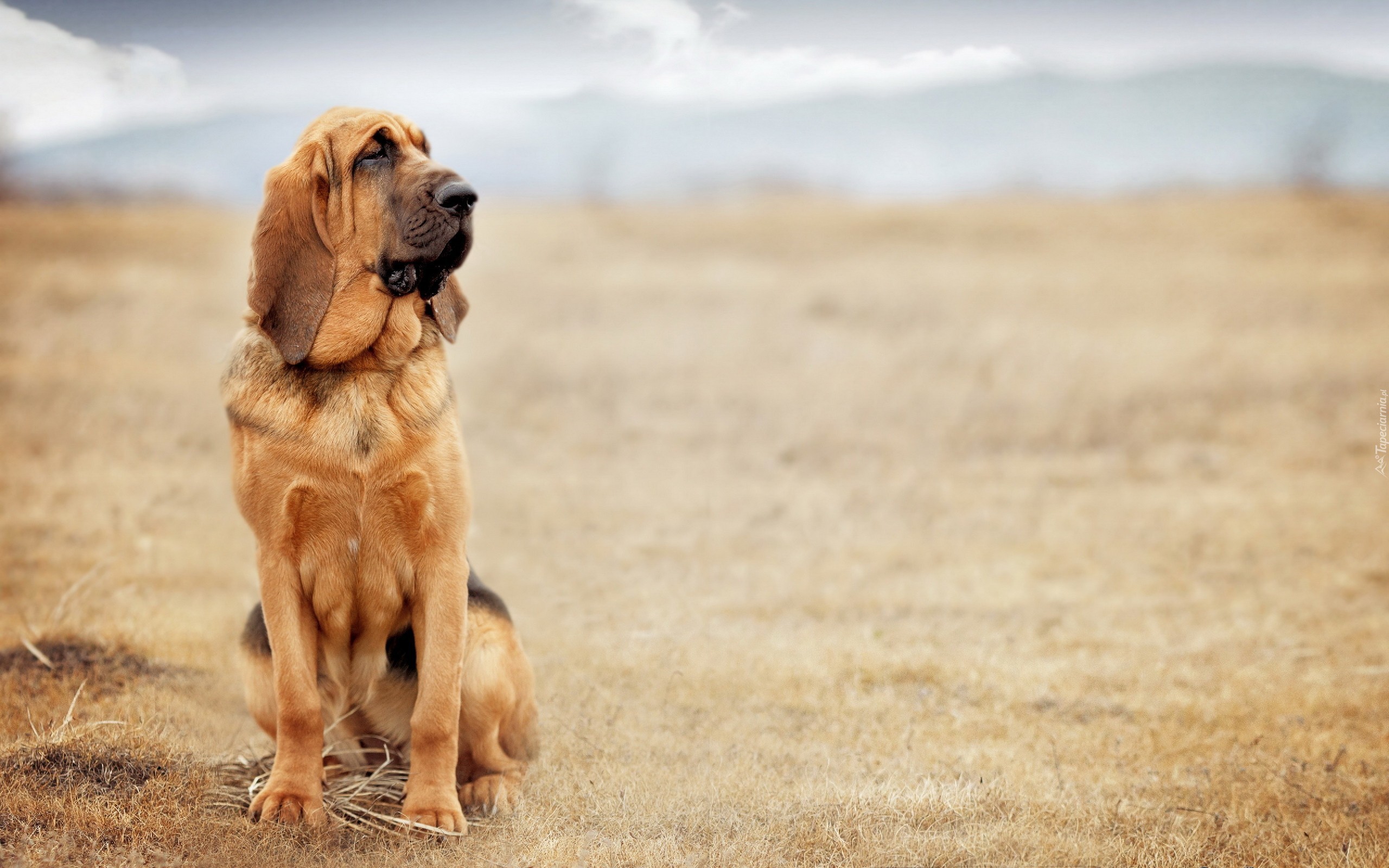 Bloodhound, Pies