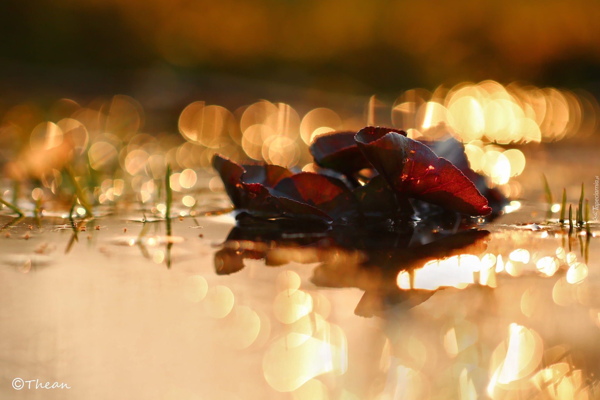 Wieczór, Rośliny, Woda, Bokeh